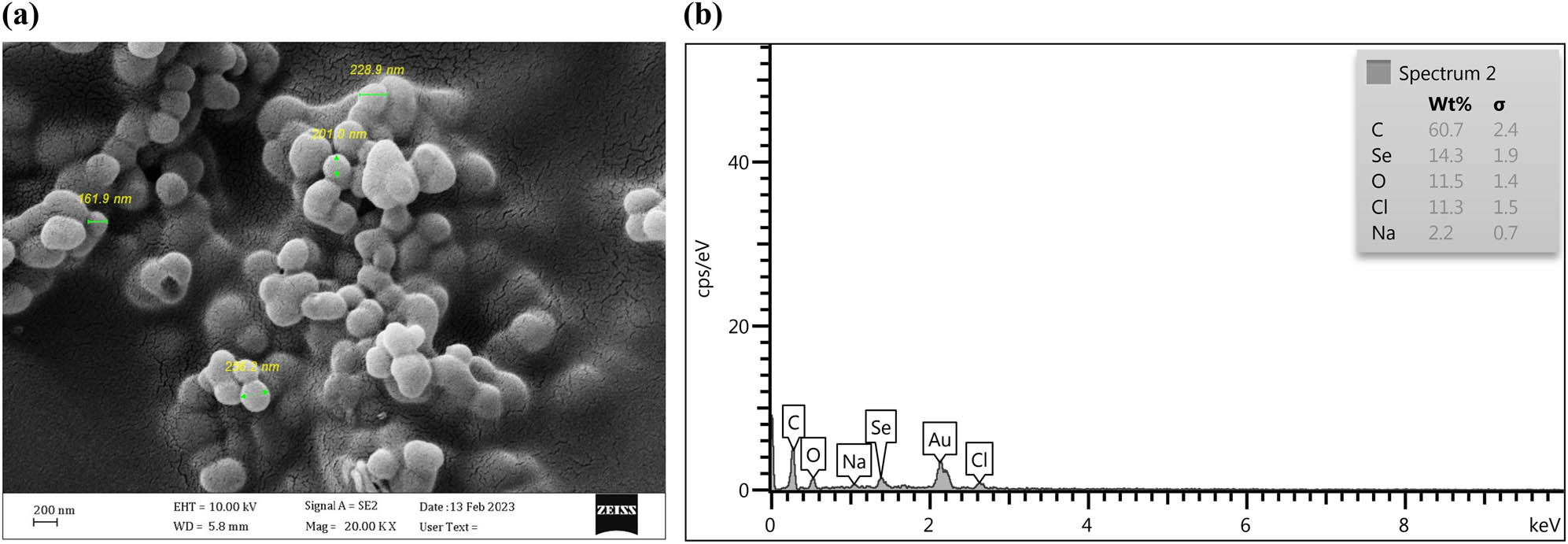 Figure 5
SEM–EDX of Se-chitosan NPs. (a) SEM micrographs of Se-chitosan NPs. (b) EDX analysis of Se-chitosan NPs. SEM, scanning electron microscopy; EDX, energy-dispersive X-ray spectroscopy.