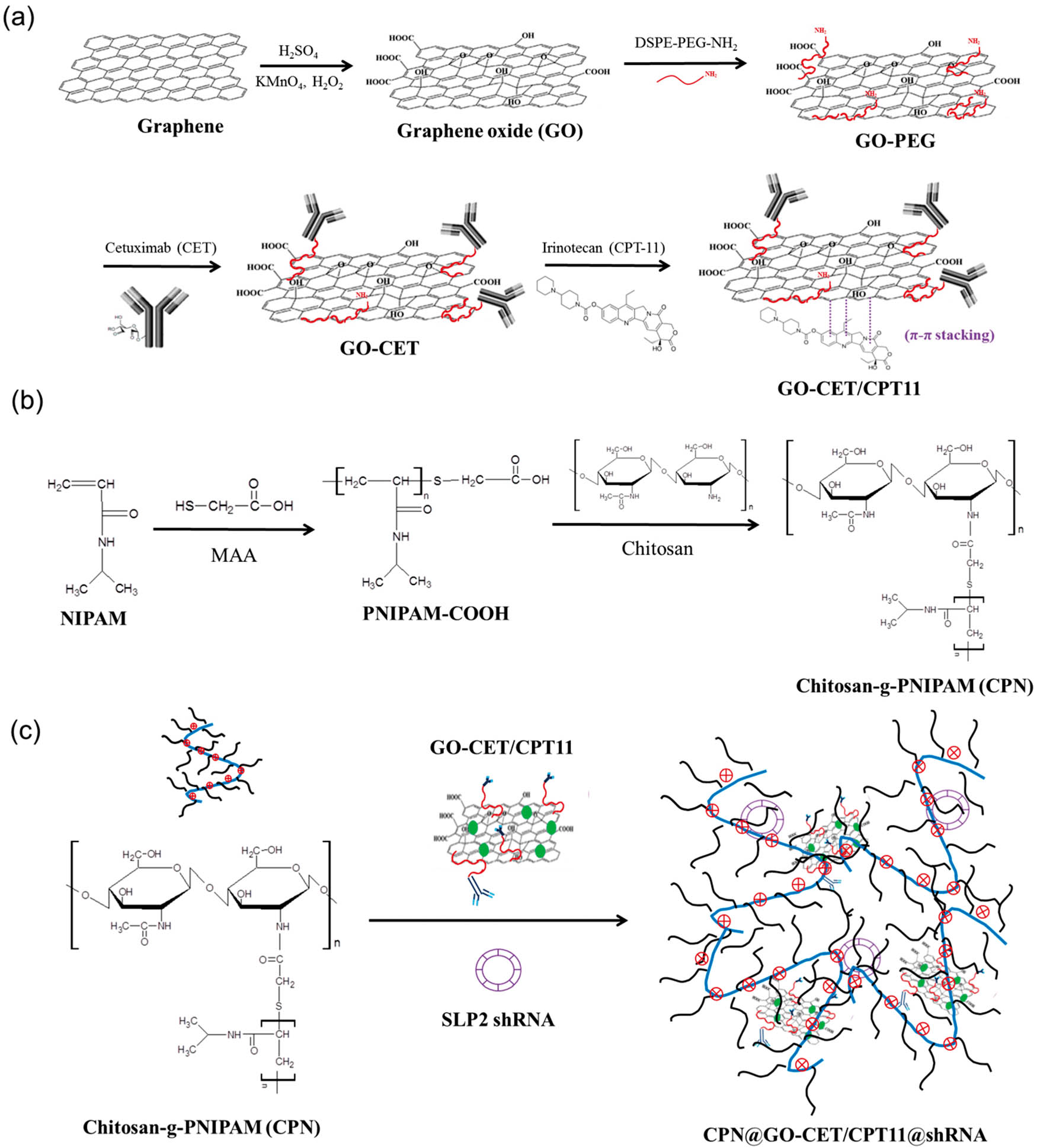 Figure 2 
                     Synthesis of chitosan-g-PNIPAM-GO-CET/irinotecan/SLP2 shRNA hydrogel. The abbreviation used in the figure: N-isopropylacrylamide (NIPAM). (a) GO, prepared using the modified Hummers’ method, was functionalized with N-(aminopropyl polyethyleneglycol)carbamyl-distearoylphosphatidyl-ethanolamine [1,2-distearoyl-sn-glycero-3-phosphoethanolamine-N-[amino(polyethyleneglycol)]] (DSPE-PEG-NH2) to obtain GO-PEG. CET was subsequently conjugated to GO-PEG, yielding GO-CET. Finally, CPT-11 was loaded onto GO-CET via π–π stacking interactions, forming GO-CET/CPT-11. (b) PNIPAM-COOH was synthesized by free radical polymerization of NIPAM and mercaptoacetic acid (MAA). Subsequently, PNIPAM-COOH was grafted onto the CS backbone via amide bonds, forming CS-grafted-PNIPAM (CPN). (c) GO-CET/CPT-11 and SLP2 shRNA were embedded in the thermosensitive CPN hydrogel to form CPN@GO-CET/CPT11@shRNA. Reproduced with permission [77]. Copyright © 2020, International Journal of Molecular Sciences.
                  