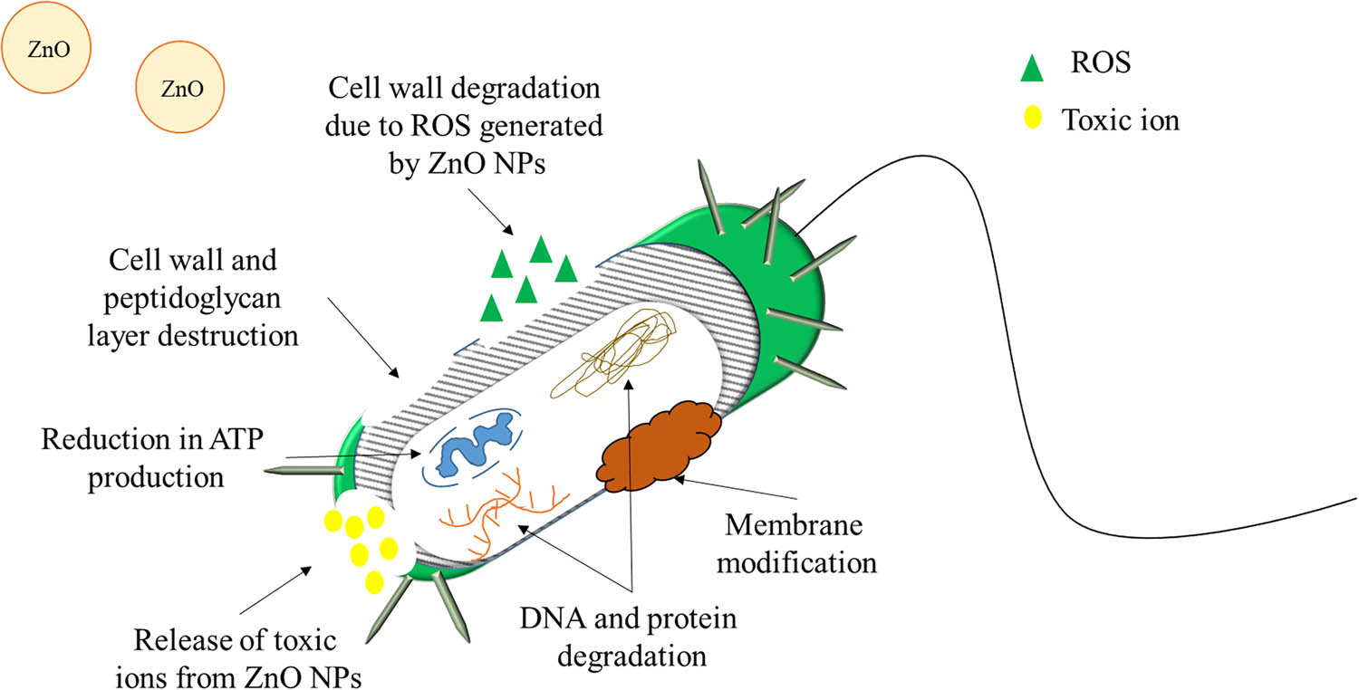 Figure 2
Formation of ROS, direct interaction between bacteria and their cell membrane, and the degradation of bacteria cell contents, such as DNA and protein, are some of the suggested antibacterial mechanisms.