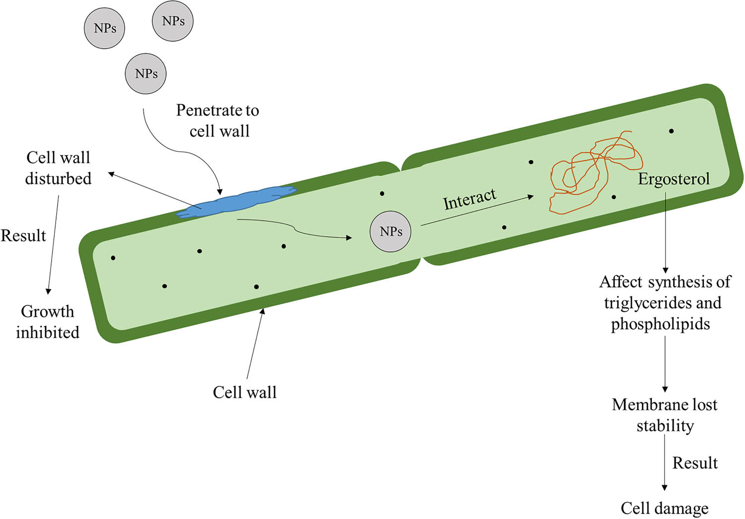 Figure 3
Proposed antifungal mechanism using nanomaterials, including the penetration of NPs into fungal resulting in ergosterol destruction and rupture of cell wall. The fungal growth is inhibited or resulted in even death after losing their membrane stability.
