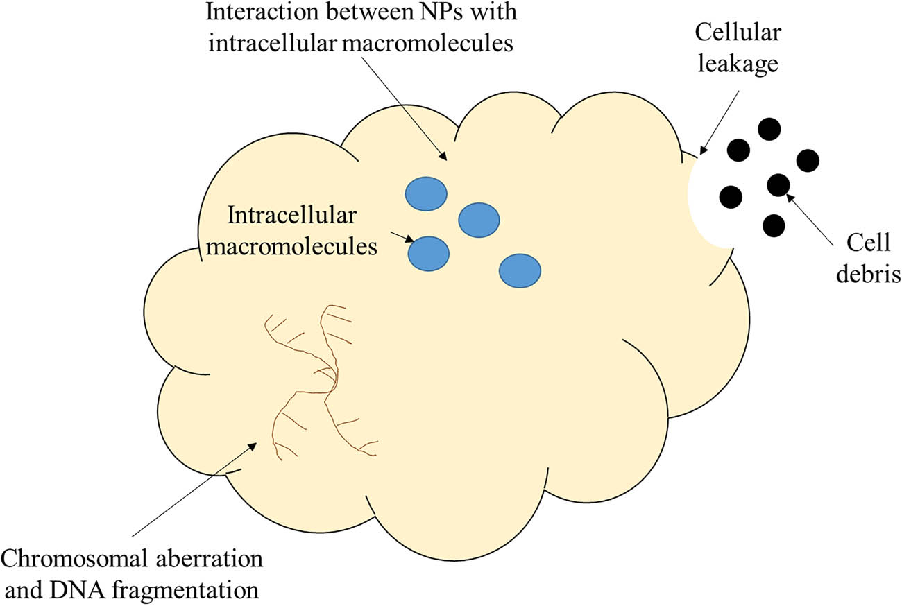 Figure 4
Proposed mechanism in cytotoxicity activity using nanomaterials by breaking the cell DNA, resulted in cellular leakage and cell death.