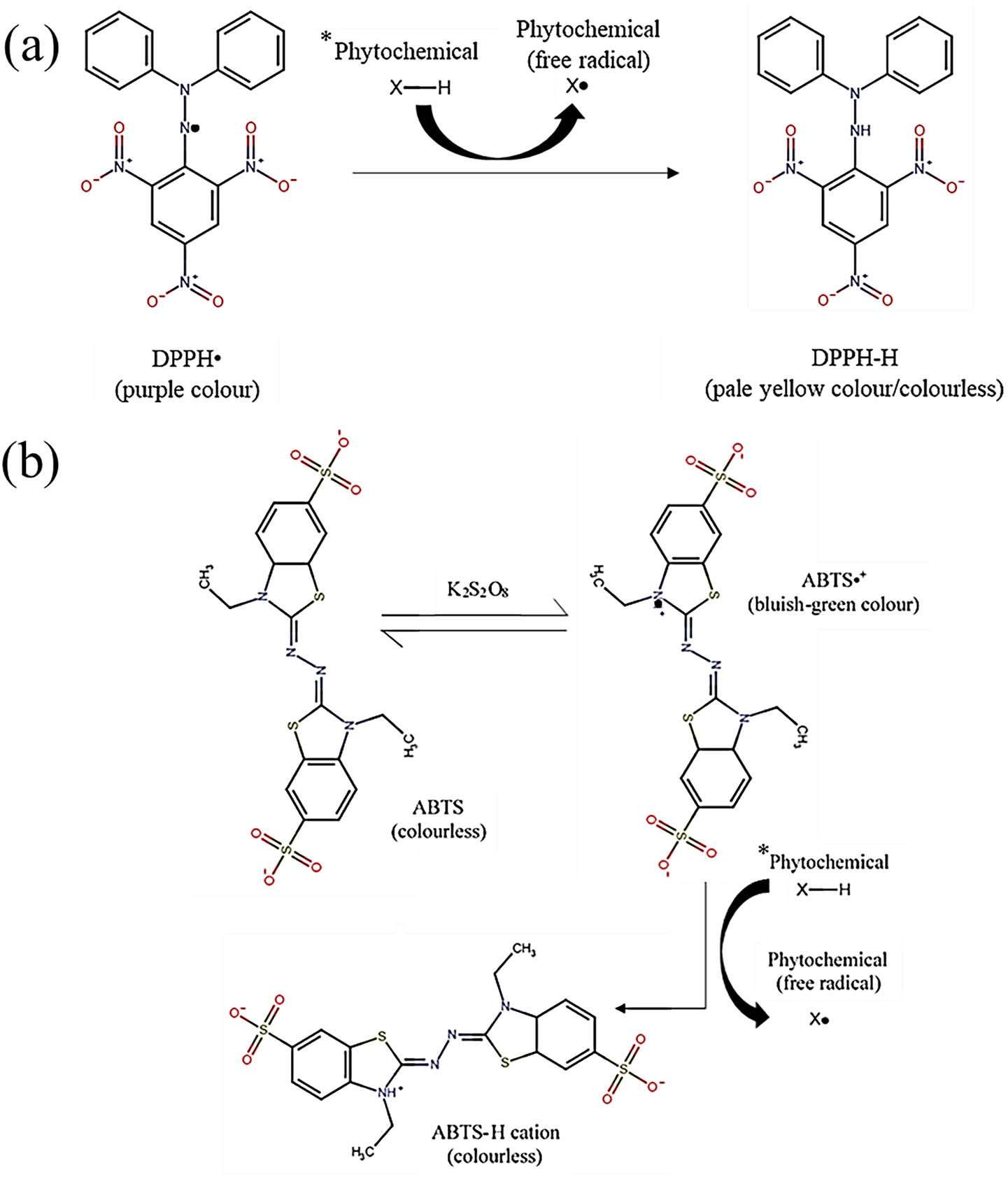 Figure 5
Reaction mechanism of (a) DPPH and (b) ABTS assays. “*” represents the phytochemicals on the nanomaterial surface. In (a), the purple solution DPPH˙ turned pale yellow or colorless after receiving proton from phytochemicals and oxidizing into DPPH-H. On the other hand, the colorless ABTS turned bluish-green in the presence of potassium persulfate (K2S2O8), which indicated the formation of ABTS˙+. In the presence of phytochemicals, ABTS˙+ oxidized into colorless ABTS-H cation.