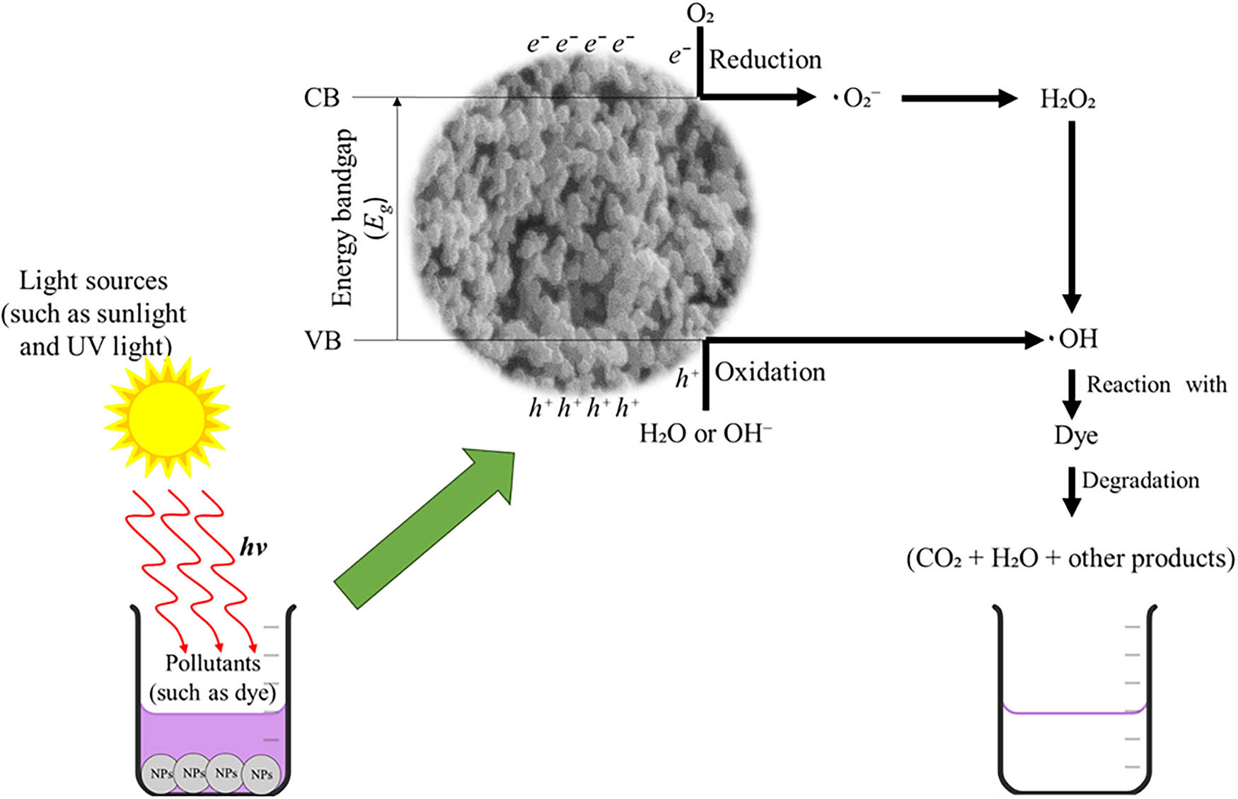 Figure 6 
                     Formation of electron-hole pair in nanomaterials after irradiated by light as modified from Chan et al.’s study [41]. Electron in valance band (VB) is transferred to conduction band (CB) and left behind the formation of hole. Subsequently, oxidation and reduction that occurred at VB and CB happened simultaneously with hydroxide ions and oxygen to produce reactive radicals. Consequently, the reactive radicals react with organic pollutants (such as dye) degraded into less harmful products, such as carbon dioxide, water, and intermediate.
                  