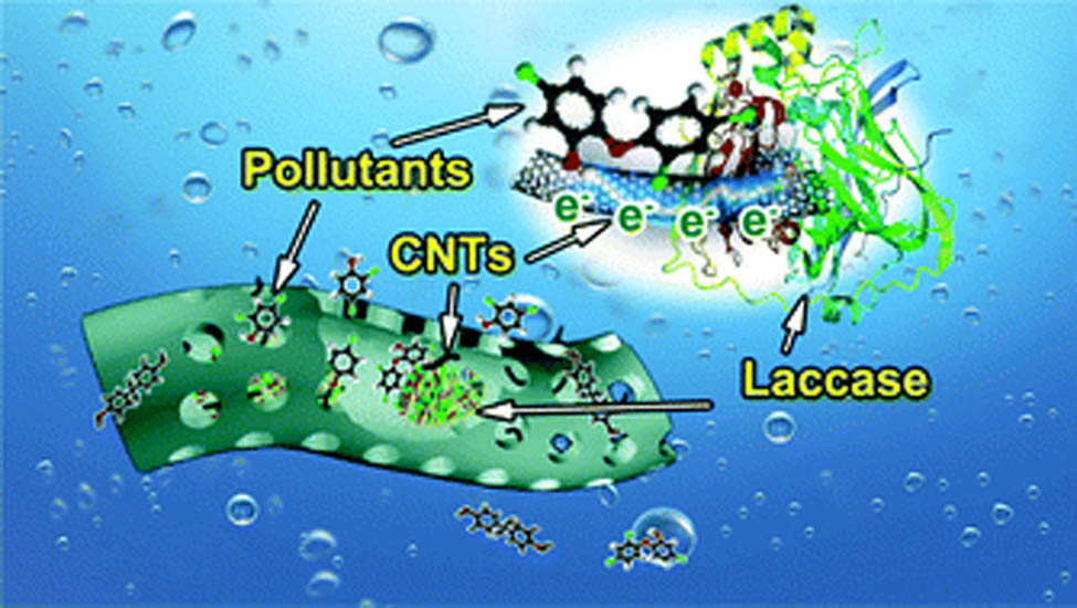 Figure 14 
                     Synergistic effect of membrane adsorption and laccase degradation for phenolic pollutants by MWCNTs-LCEFMs [248].
                  