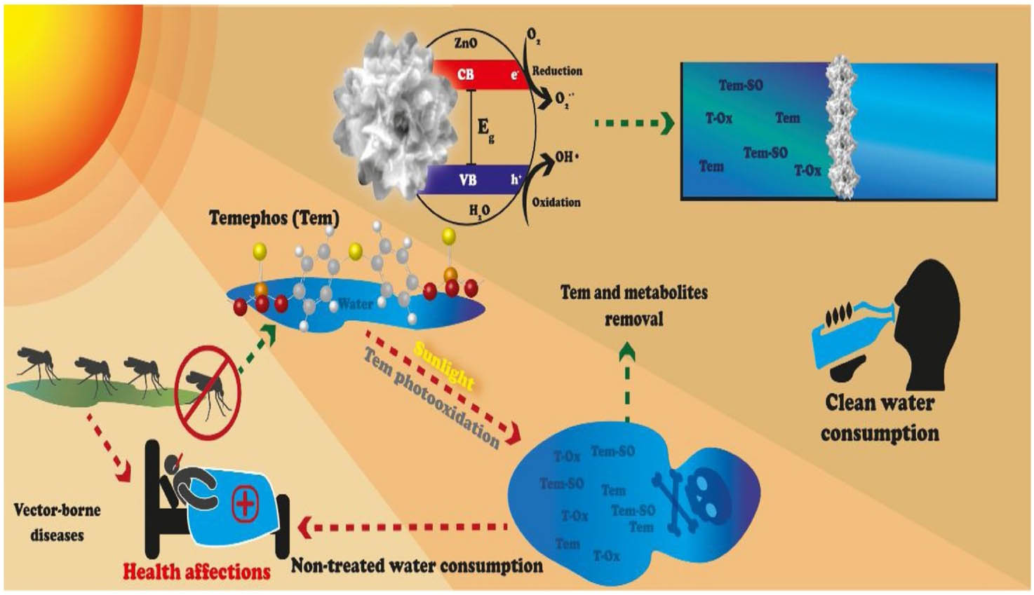 Figure 15 
                     Photocatalytic effect of ZnO on mineralization of temephos pesticide [260].
                  