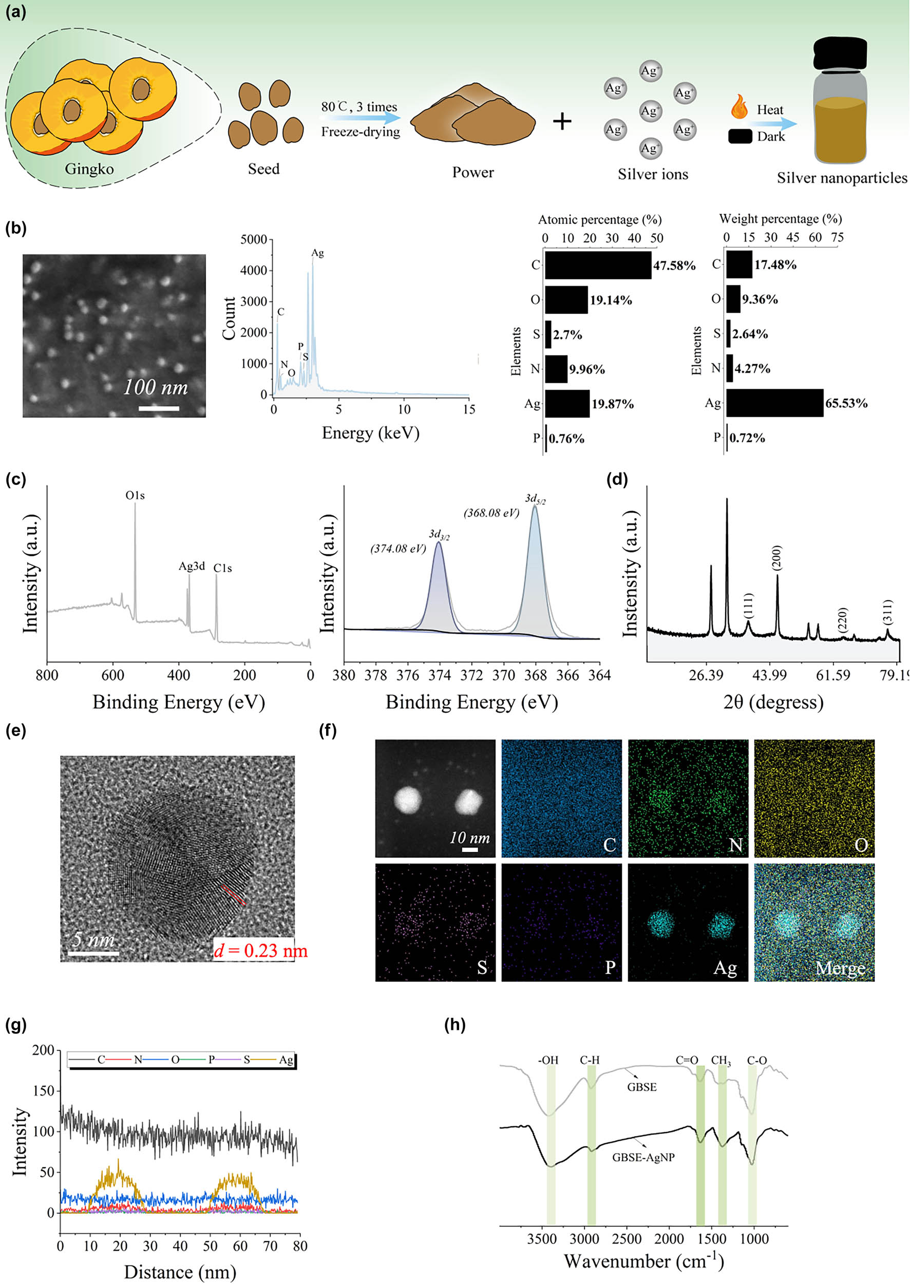 Figure 2 
                  Characterization and stability of GBSE-AgNPs. (a) Synthesis diagram of GBSE-AgNPs. (b) SEM/EDS of AgNPs. (c) Full spectrum and high-resolution XPS spectra. (d) XRD pattern. (e) Lattice fringes observed under HRTEM. (f) EDS mapping mode. (g) Line scan mode. (h) FTIR spectrum.