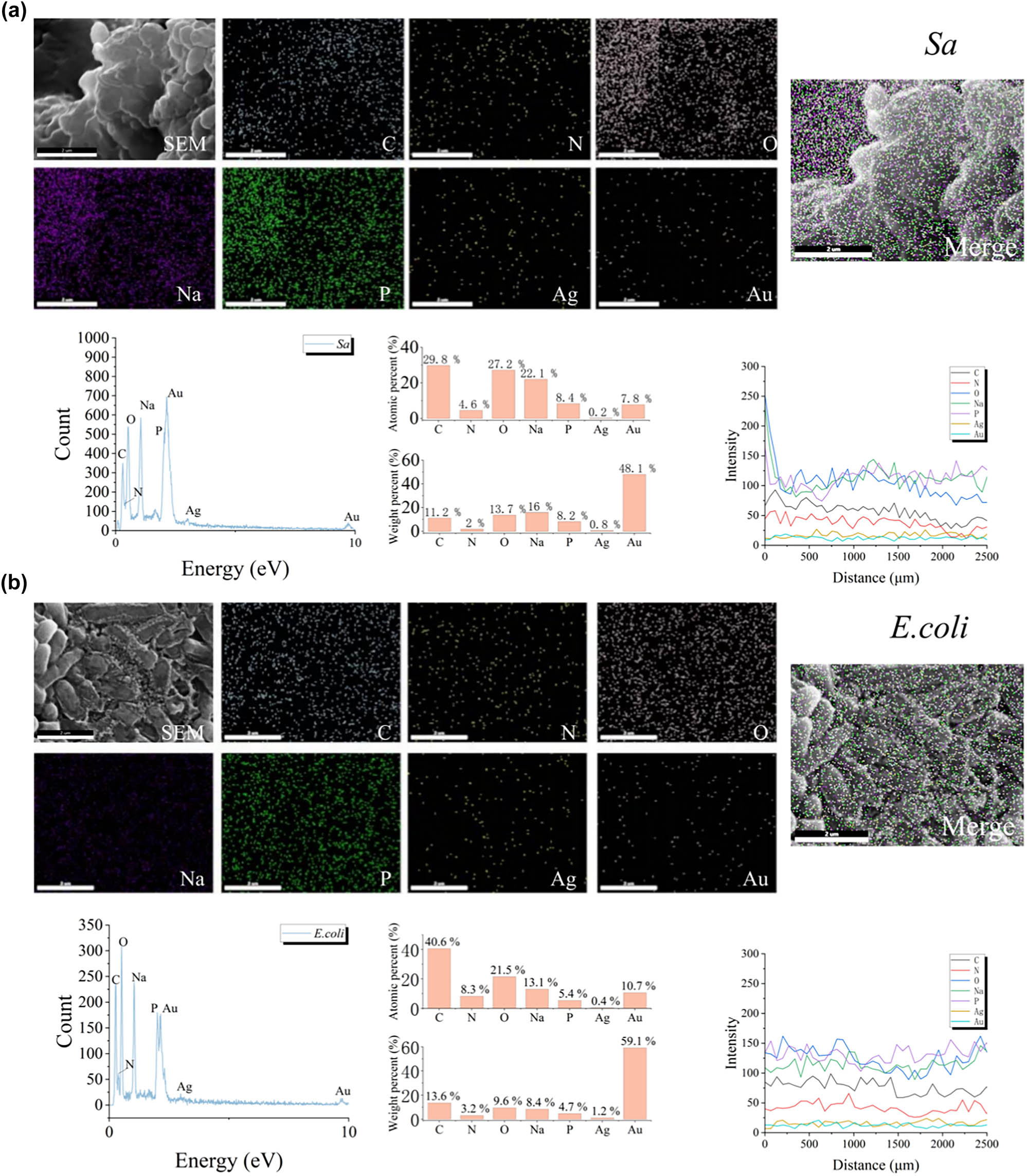 Figure 5 
                     SEM/EDS analysis of Sa (a) and E. coli (b) showing the distribution of silver elements on their surfaces after reaction with GBSE-AgNPs.