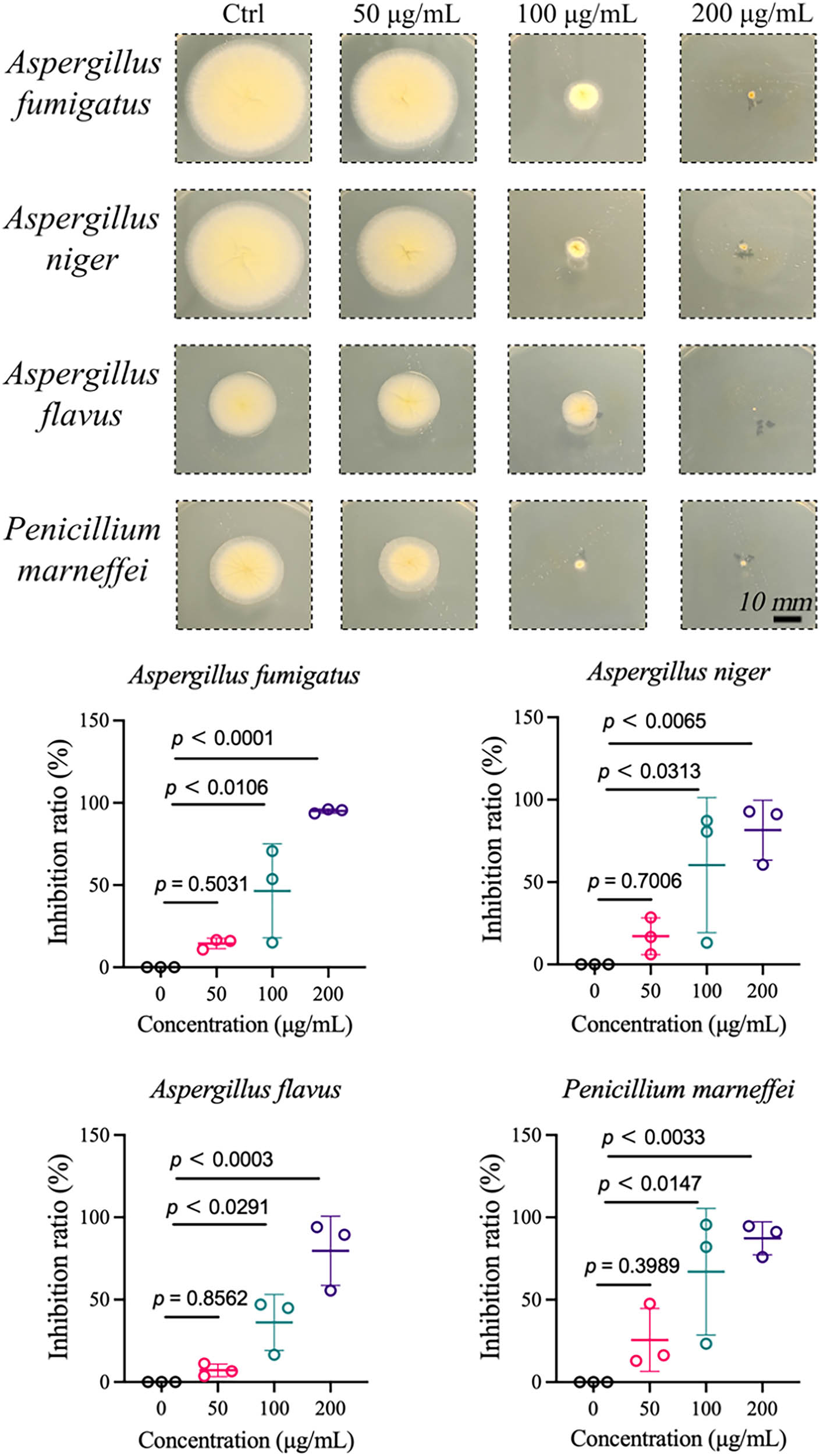 Figure 6 
                     Antifungal activity of GBSE-AgNPs.