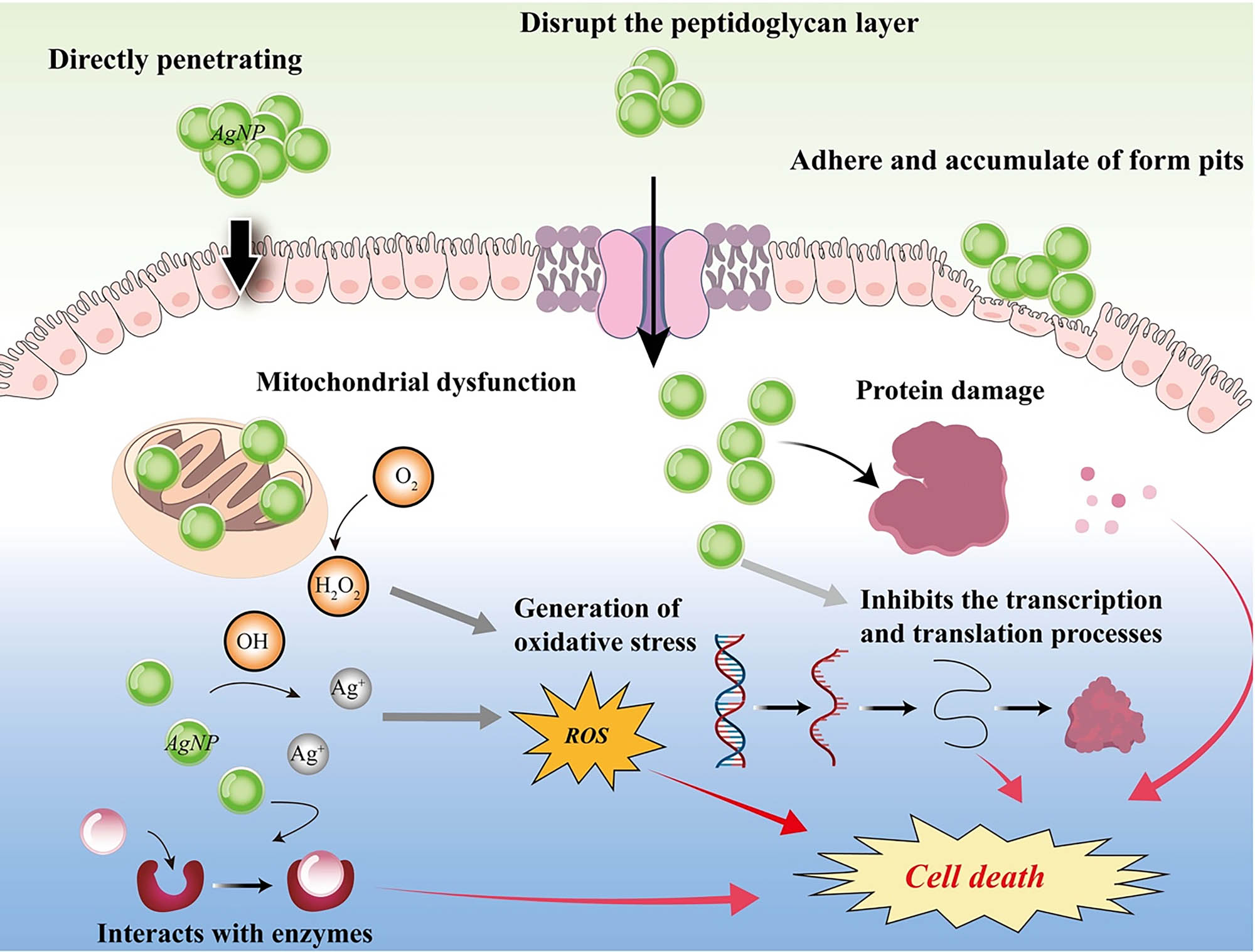 Figure 7 
                     Proposed antibacterial mechanism of GBSE-AgNPs.
