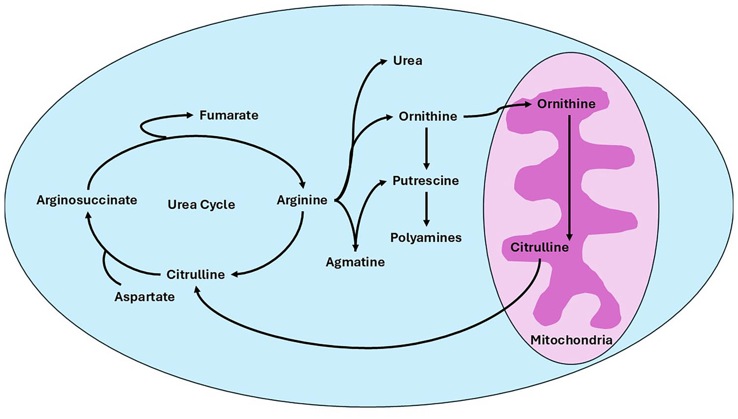 Figure 2
Representation of arginine metabolism within the urea cycle and polyamine biosynthesis pathway. Arginine has central metabolic roles as a precursor. Arginine is converted to urea and ornithine within the urea cycle, whereby either re-enters the cycle or serves as a source of substrate for the biosynthesis of polyamines through putrescine. In addition, arginine serves as a precursor for agmatine production and for polyamine synthesis. This diagram represents the mitochondrial and cytosolic compartments at which these processes take place, with arginine being an indispensable player in both nitrogen metabolism and cellular homeostasis.