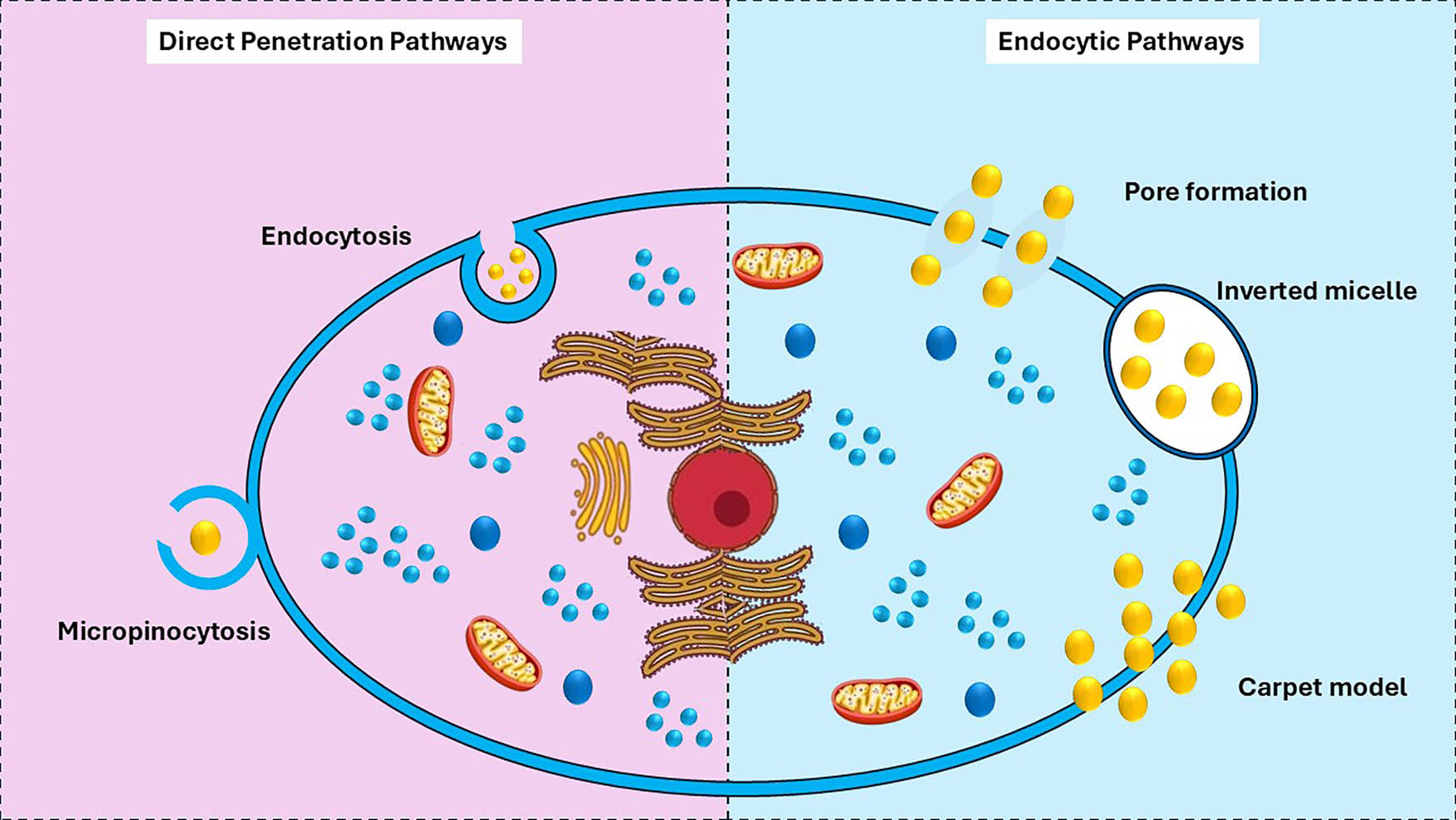 Figure 4
The cellular uptake processes of CPPs and their conjugates are depicted via endocytic routes on the left and direct pathways on the right.