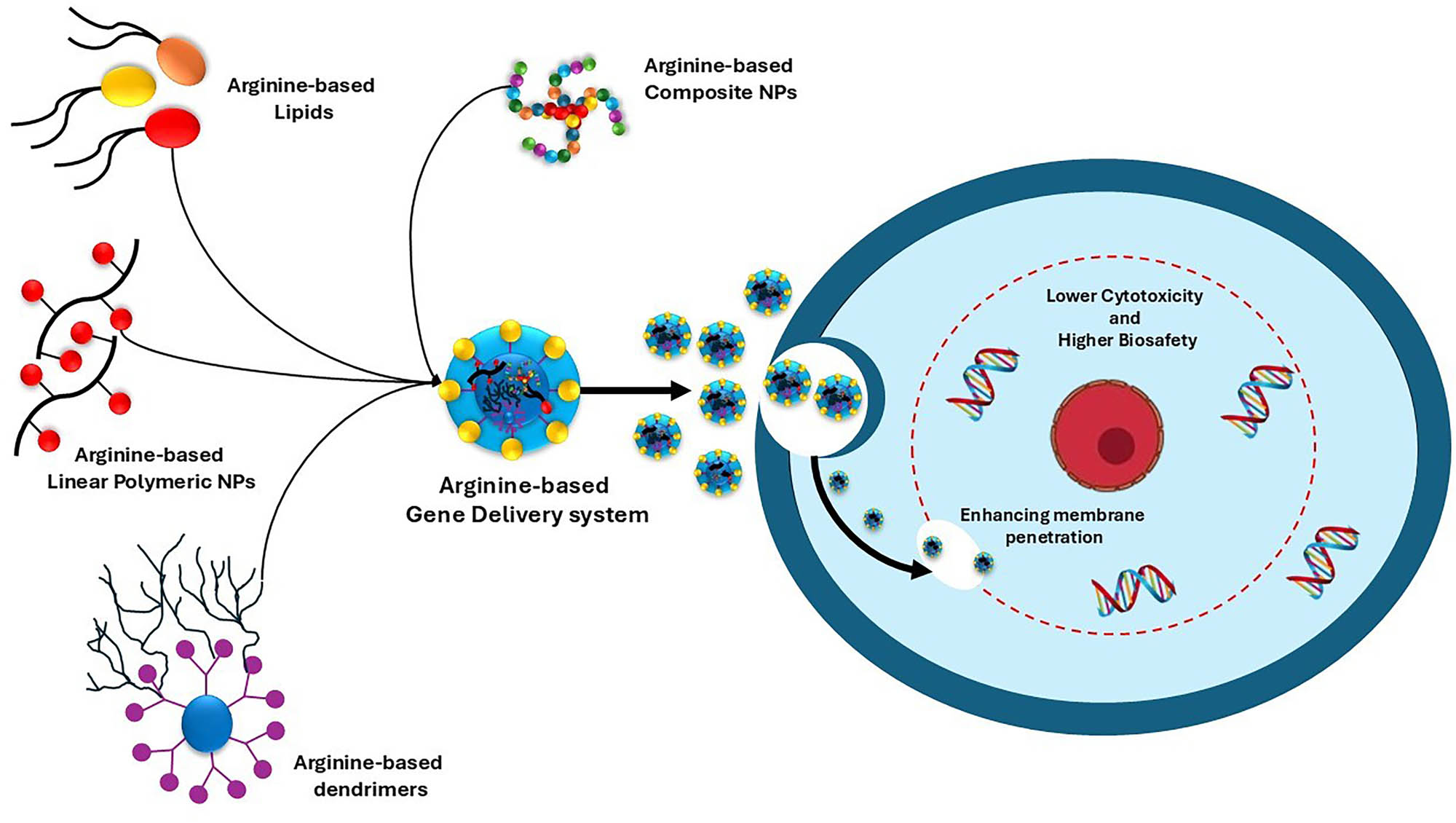 Scheme 1
Various arginine-based gene delivery systems with lower cytotoxicity and enhanced membrane penetration are depicted.