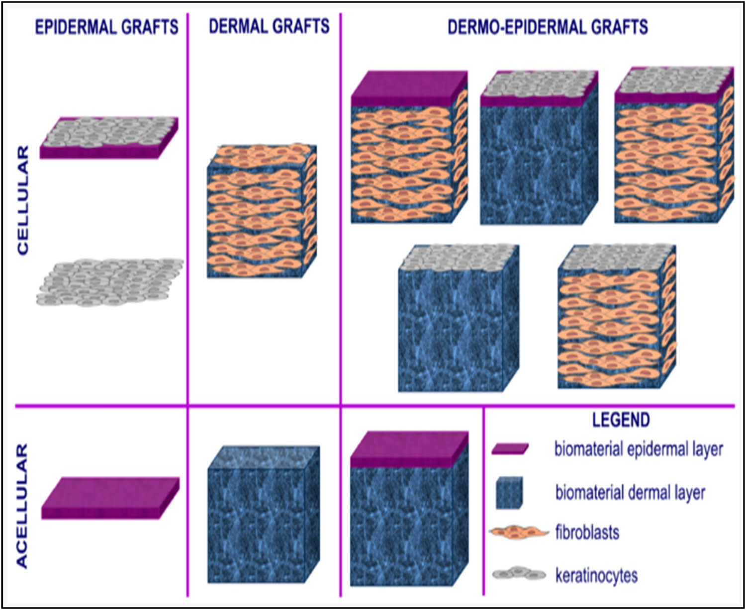Figure 3 
               Skin grafts [19].
            