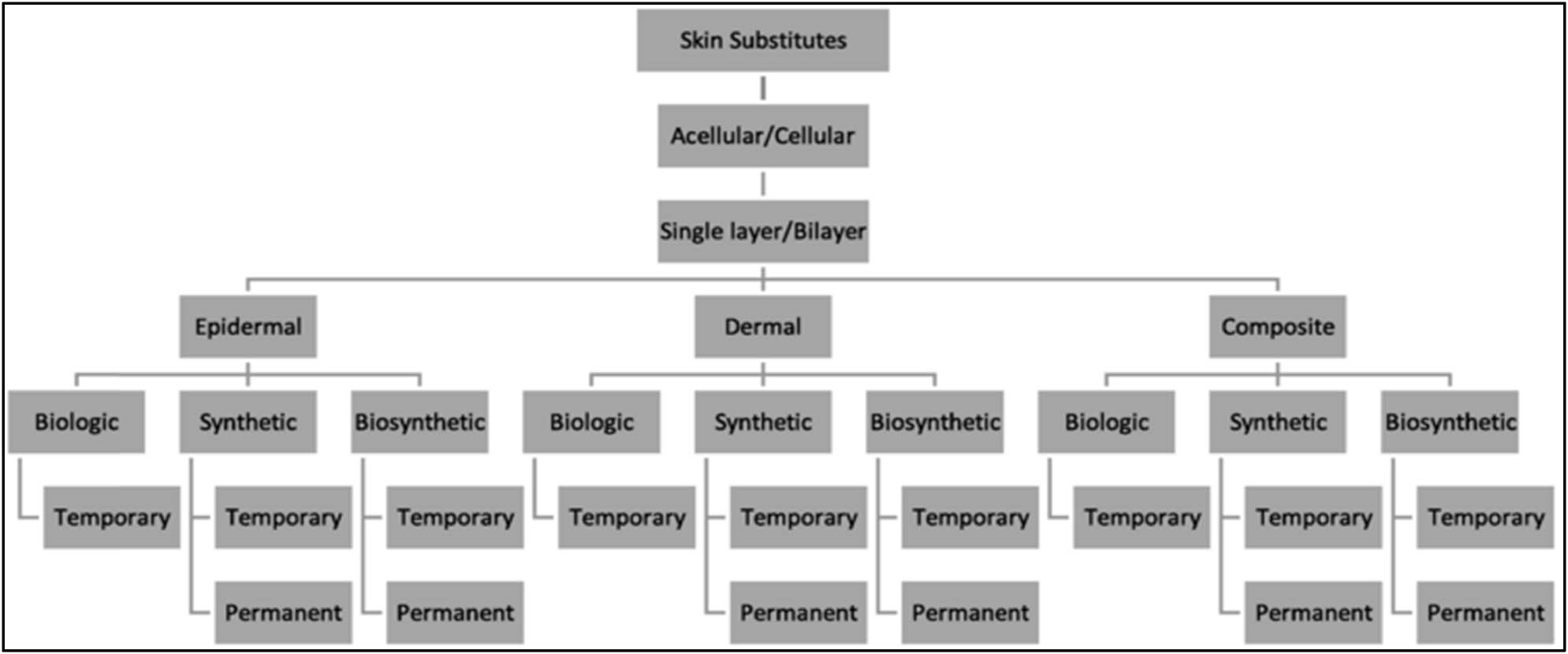 Figure 5 
               Skin substitutes [40].
            