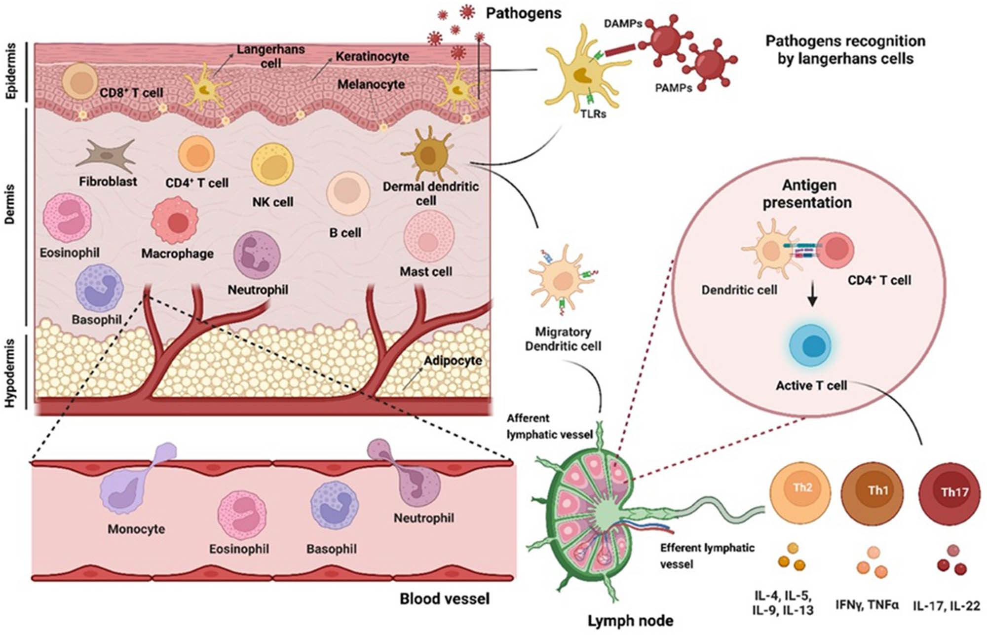 Figure 6 
               Antigen presentation [48].
            