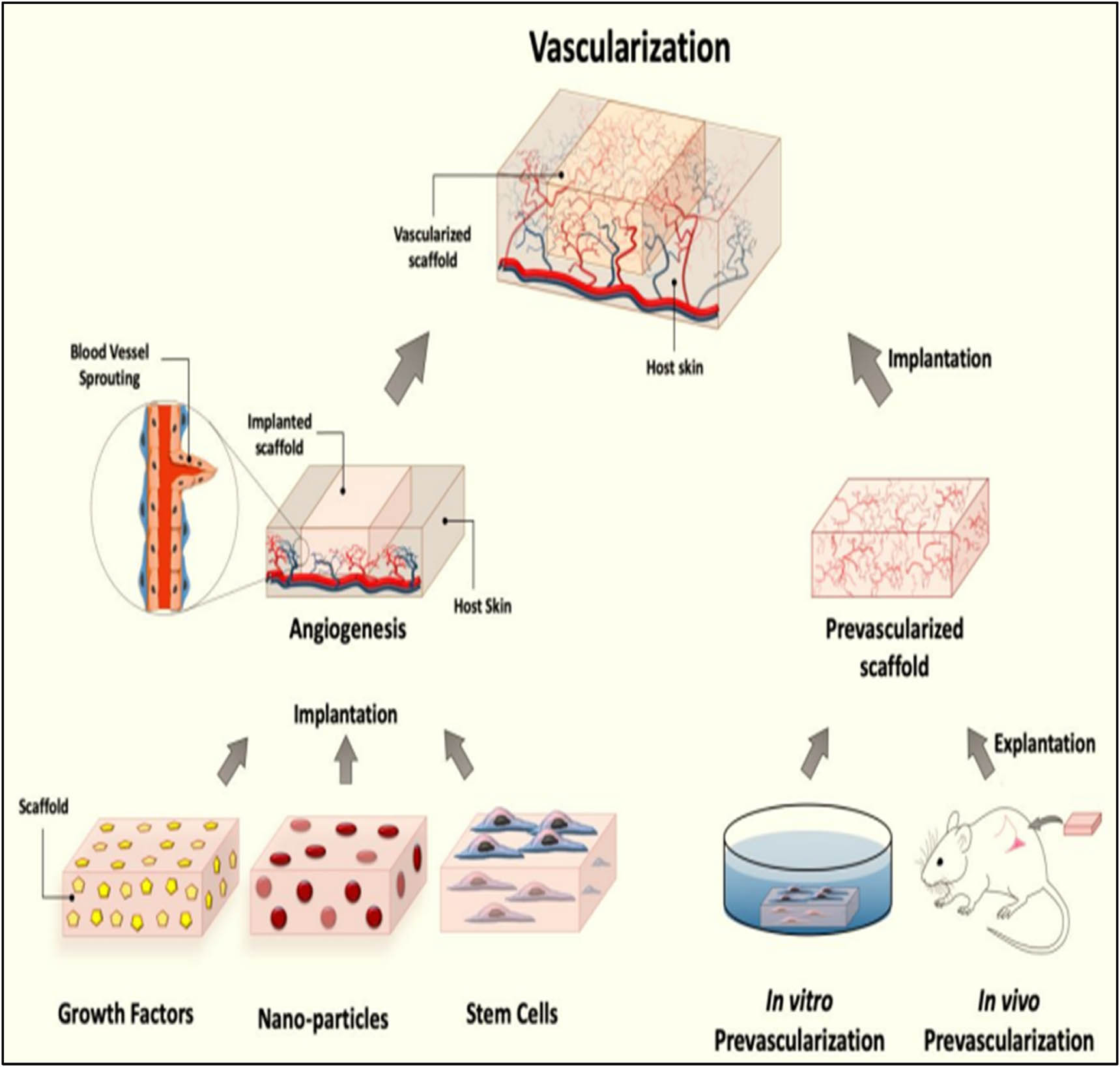 Figure 10 
               Vascularization [72].
            
