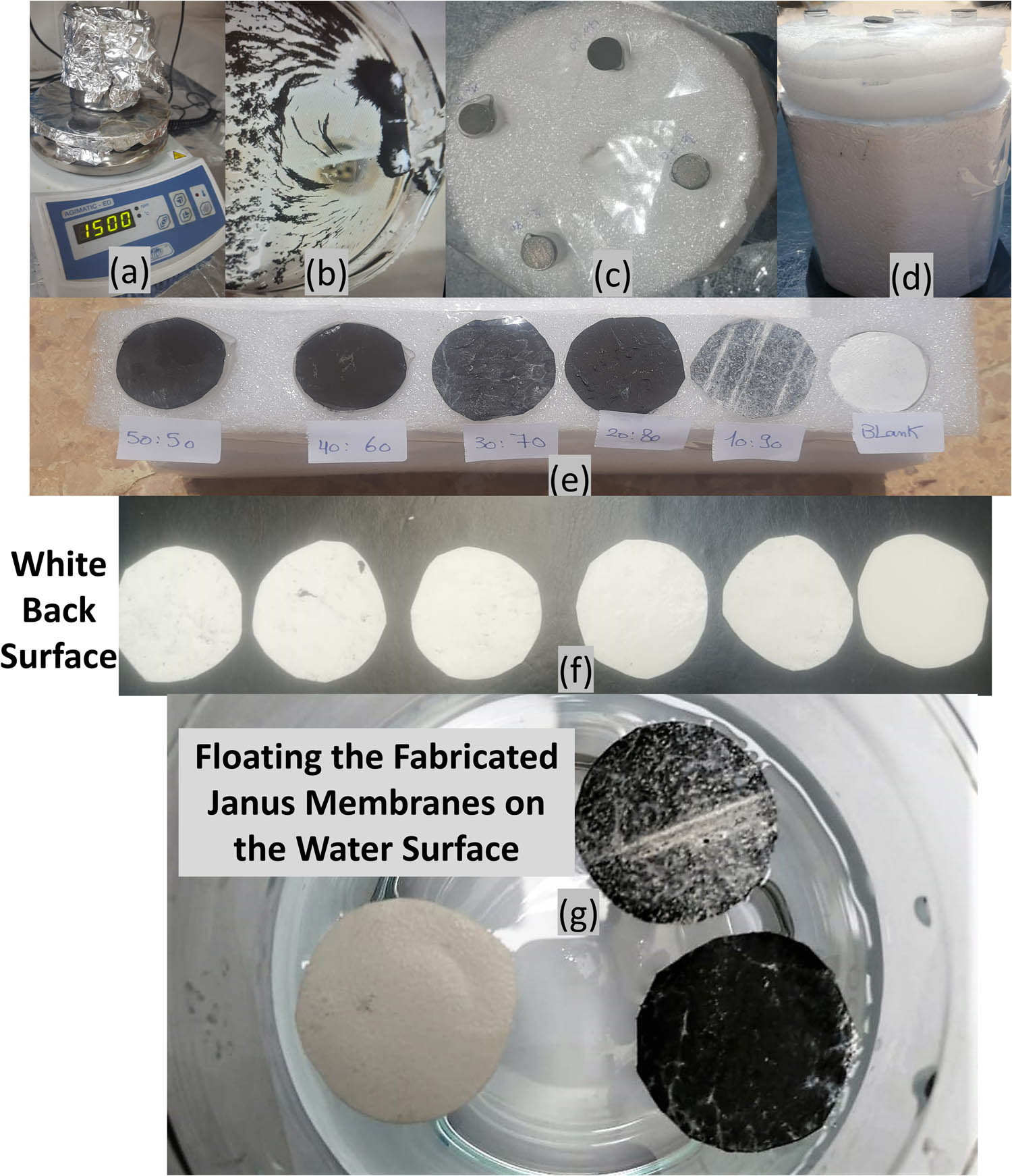 Figure 2 
               Photographs of the (a) synthesis of the iron–nickel alloys/solar absorbents, (b) alloys/solar absorbents in washing steps, (c) and (d) solar absorbents’ discs during the evaporation experiment under direct sunlight, (e) the fabricated photothermal magnetic Janus membranes under direct sunlight during the evaporation experiment and their white back surfaces (f), and the floating test of the fabricated membrane on the membrane surface (g).
            