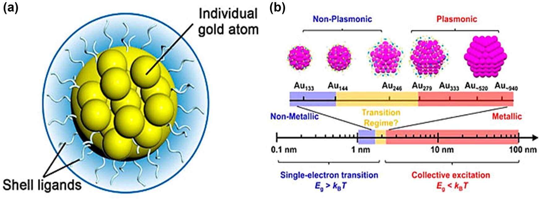 Figure 1 
                  (a) The schematic demonstrates the core–shell architecture of Au NCs representing an NC with a gold core surrounded by a shell made of various materials, like PVP. The core–shell architecture may supply additional functionalities and features to the NC. For example, the shell material may act as a protective layer, preventing oxidation or degradation of the core material. It may also enable surface modifications and enhance the stability, optical feature, or catalytic activity of the nanocrystal, and (b) as the number of the atoms in a nanomaterial diminishes, like in nanoscale materials or NPs, the material’s band gap may alter. In bulk materials, the band gap remains relatively constant. However, quantum confinement influences start to operate when the material is shrunk to the nanoscale. Researchers have discovered Au NCs with the “magic number” of atoms implement exceptional stability and comparable photophysical capabilities. The quantity of Au atoms in atomically accurate Au nanoclusters directly correlates with its photophysical characteristics. Delocalized “super atomic orbitals,” like 1S, 1P, 1D, 2S, 1F, and more, are present in the core of Au NCs. The electronic shell model has been researched and may supply a qualitative explanation for the “magic number” of Au clusters stabilized by the shell of PVP. The atomically precise NCs, often called nanoscale noble metals with magic atom numbers, have a core–shell structure – copyright 2021 American Chemical Society [53].
               