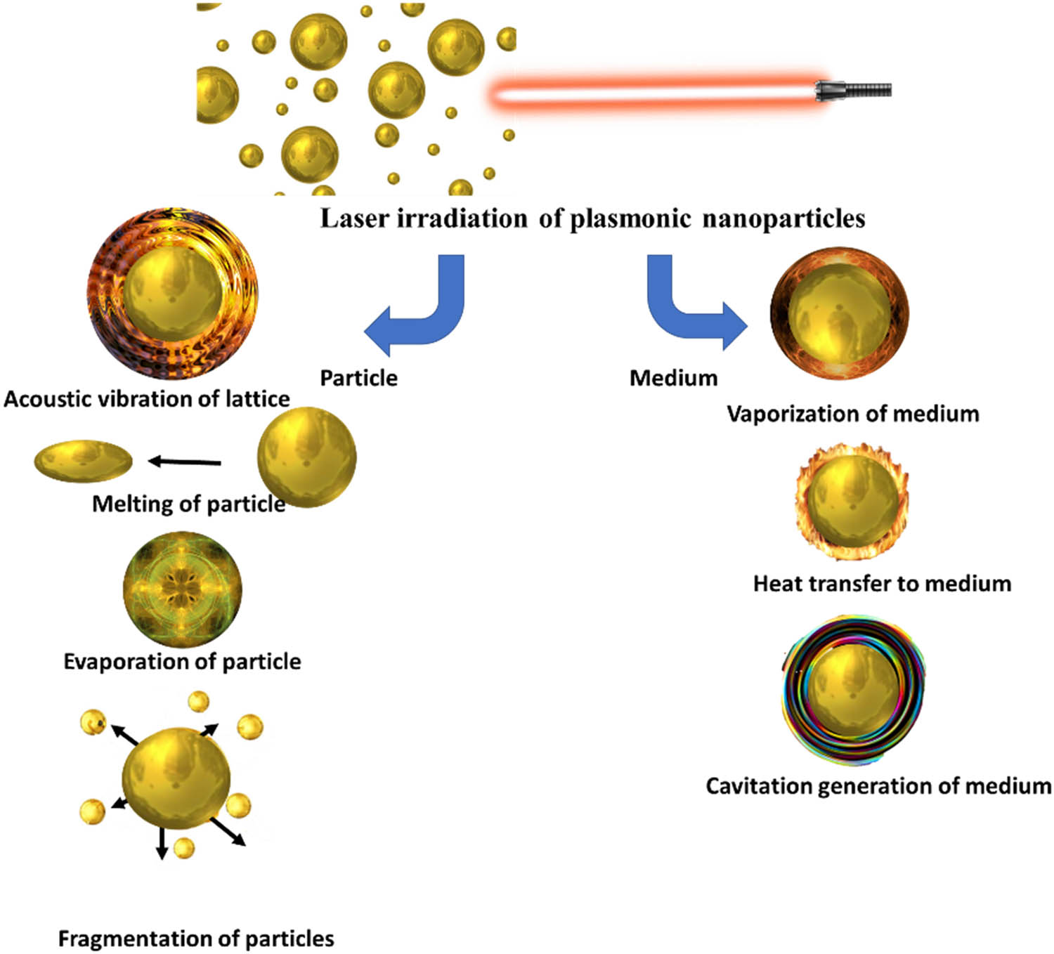 Figure 8 
                  Pulsed lasers interacted with plasmonic AuNP and related influences.
               