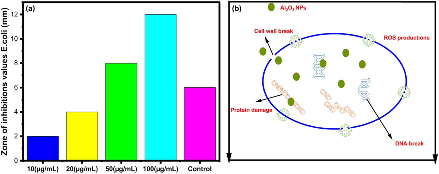 Figure 10: 
Antibacterial activity. (a) Antibacterial activity of green fabricated γ-Al2O3 nanoparticles at different concentrations (b) antibacterial activity mechanism of green fabricated γ-Al2O3 nanoparticles against E. coli.
