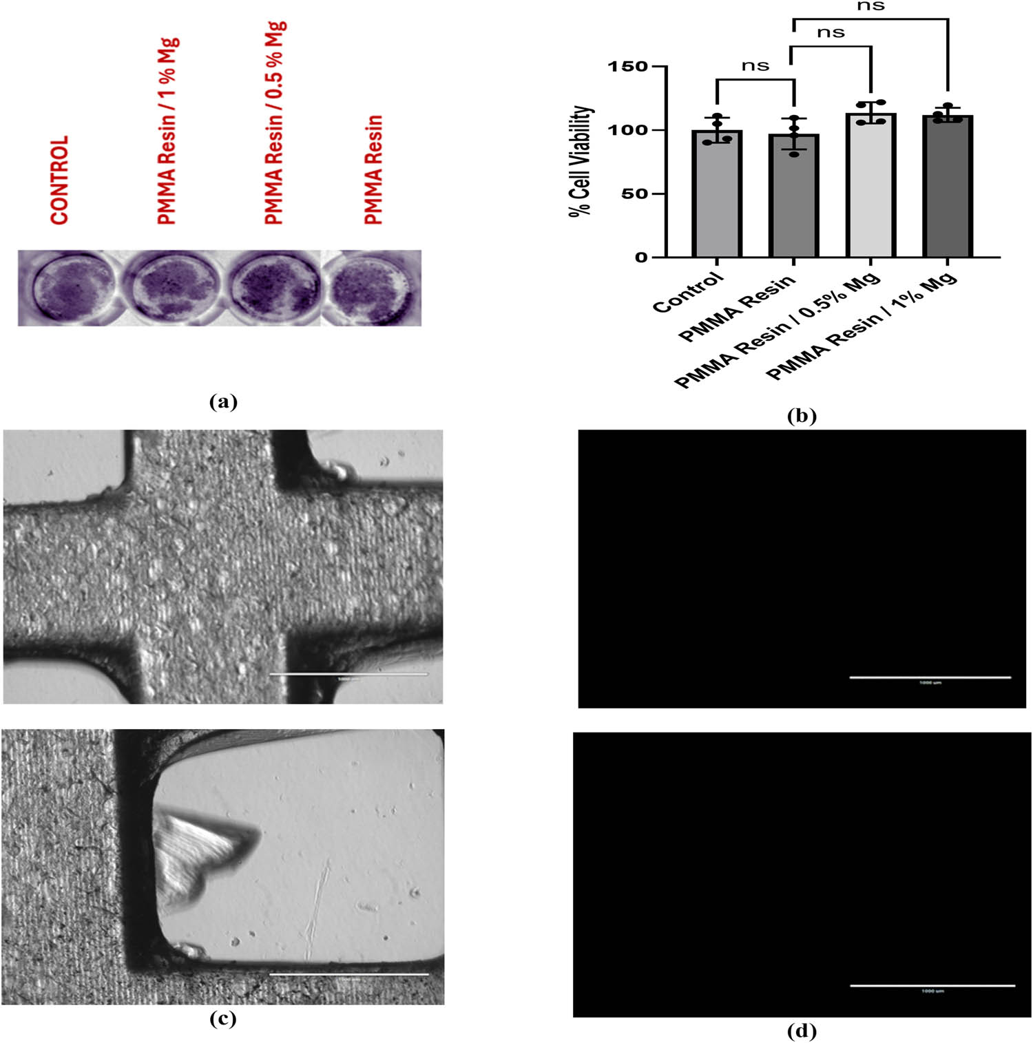 Figure 8 
                  (a) Crystal violet cytotoxicity analysis of MEFs incubated in media containing material released from different scaffolds: PMMA resin, PMMA resin/0.5% Mg scaffold, and PMMA resin/1% Mg scaffold and control media (media not incubated with any scaffold). Crystal violet staining showed no noticeable differences between groups, suggesting equivalent cell viability. (b) Quantification of cytotoxicity, showing the percentage of viable cells after 72 h of incubation with the viability of media containing material released from PMMA resin, PMMA resin/0.5% Mg scaffold, and PMMA resin/1% Mg scaffolds. Quantification of the crystal violet assay showed no significant differences in cell density between the groups. Data presented are of four biological replicates, analyzed by unpaired t-tests with a 95% confidence level (ns = not significant). (c) Brightfield images of the PMMA resin with 0% Mg scaffold after cell seeding and 8 days incubation. (d) Fluorescent images of the cells labeled with the live nuclear stain NucBlue™ show no nuclei on the scaffold. Scale bar = 1,000 μm.
               