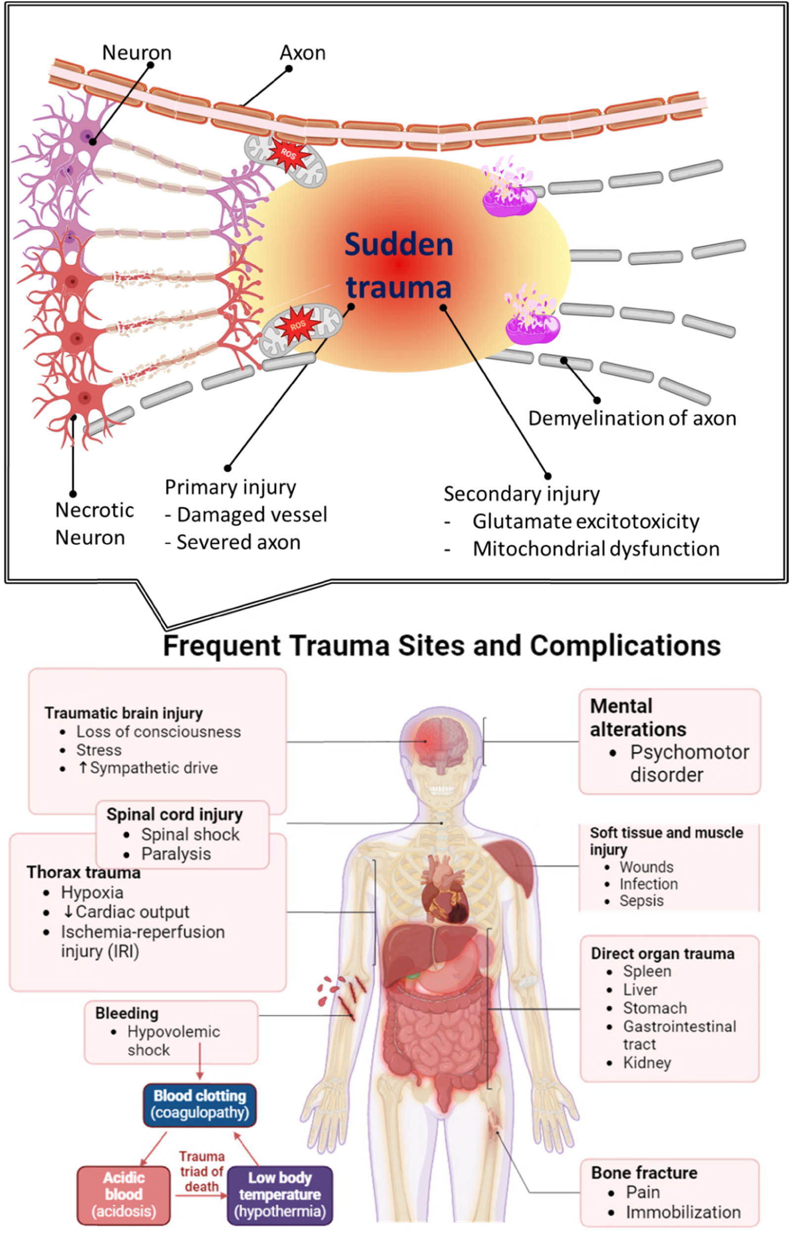 Figure 4 
               The impact of OS on neuronal cells and tissue in SCI.
            