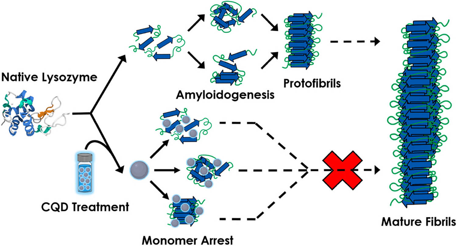 Figure 10 
               CQDs for the treatment of amyloid disorders [193].
            