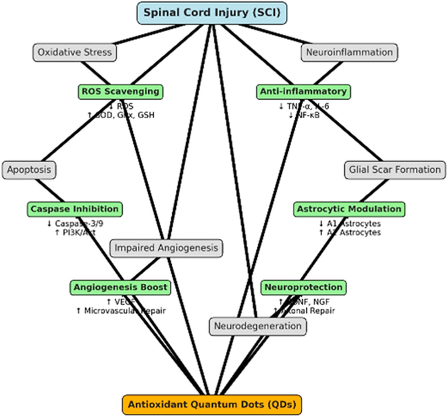 Figure 15 
                  Diagram illustrating the pathways and mechanisms of the neuroprotective effects of antioxidant QDs in SCI models.
               