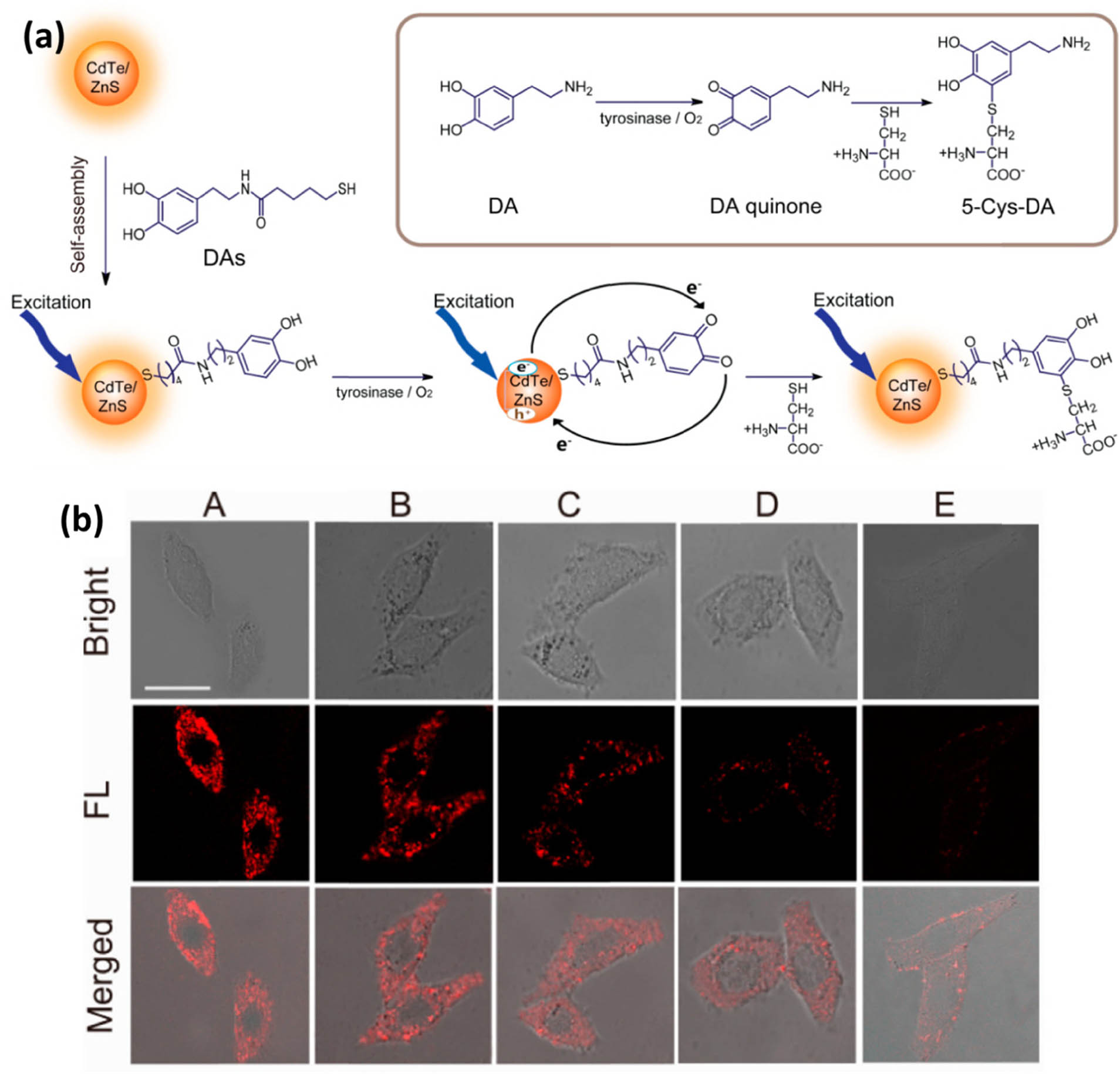 Figure 16 
                  (a) Self-assembly and FL quenching/recovery of N-(3,4-dihydroxyphenethyl)-5-mercaptopentanamide (DAs) functionalized CdTe/ZnS QDs. Schematic of DA oxidation and Cys residue-DA quinone irreversible interaction and (b) DAs quinone-QD bright field pictures, FL micrographs, and merged images from different N-ethylmaleimide concentration [262].
               