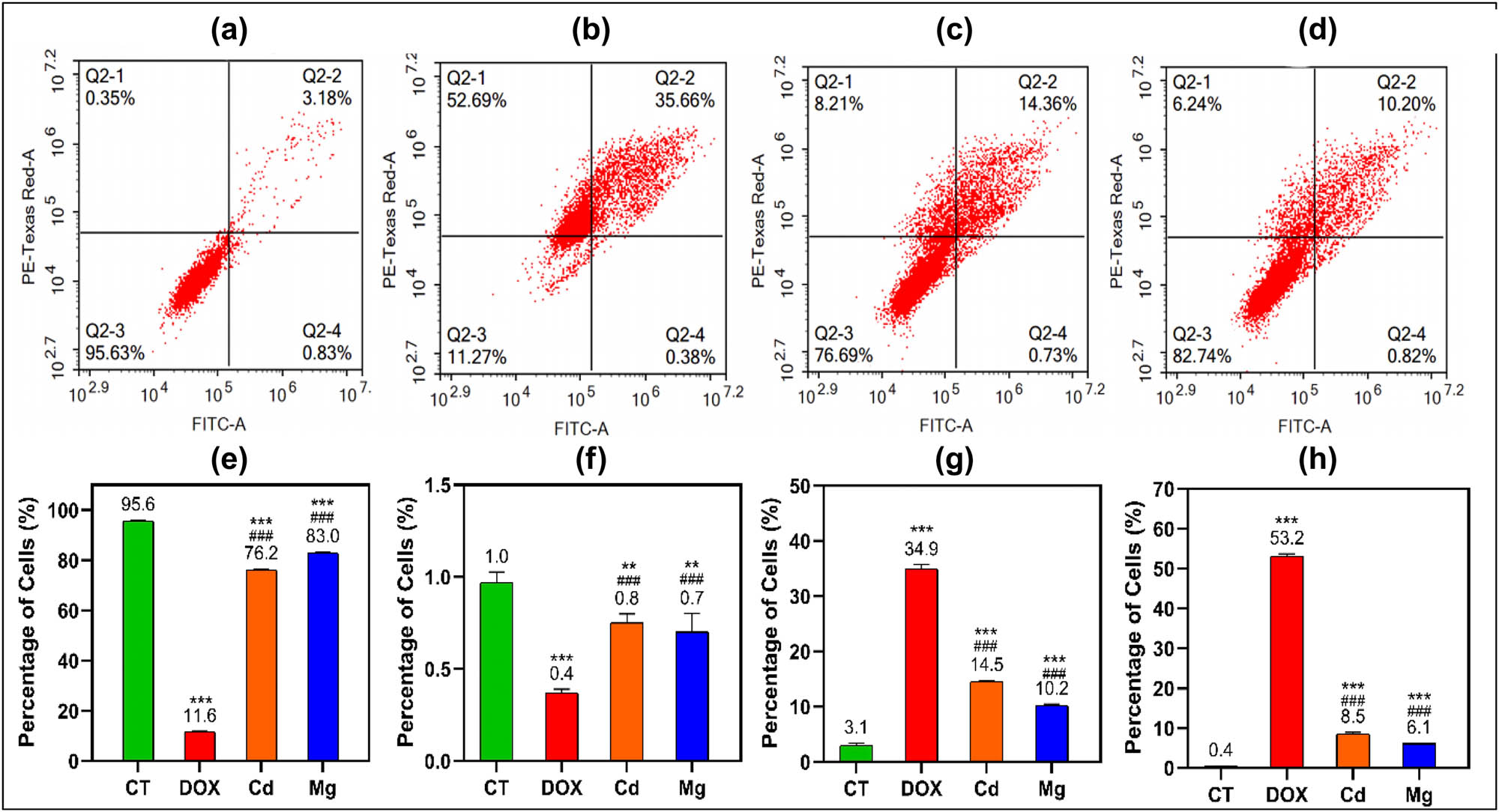Figure 8
Percentage of cells (mean ± SD) of living, early, and late apoptotic, along with dead cells, in non-treated control cells CT (a), doxorubicin Dox (b), AgClCd0.5Fe2O4/curcumin (c), AgClMg0.5Fe2O4/curcumin (d) treated A-431: Human epidermoid skin carcinoma for 48 h. The percentage of the cell of different living cells (e), early apoptosis (f), late apoptosis (g), and dead cells (h) (n = 3 biological replicates/group). Data were analyzed by one-way ANOVA with Tukey’s HSD post-hoc test; *P < 0.05, **P < 0.01, and ***P < 0.001 indicate the significant difference compared with CT, and #iP < 0.05, ##
P < 0.01, and ###
P < 0.001 indicate the significant difference compared with Dox.