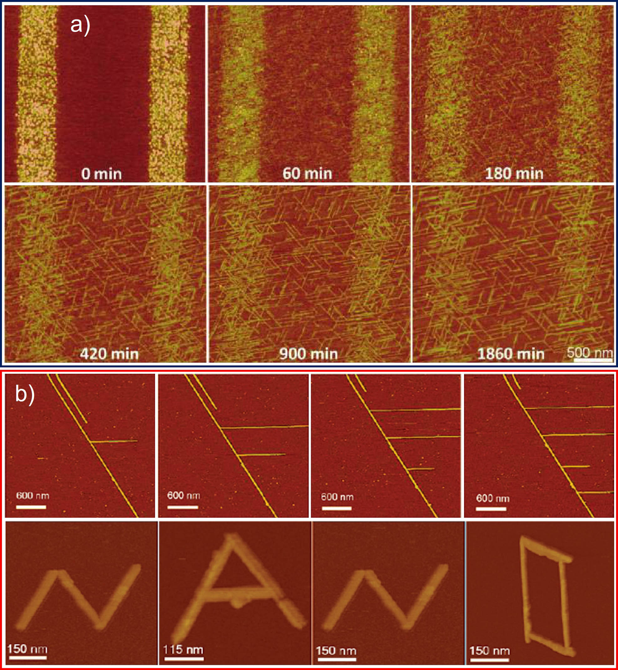 Figure 2 
               Manipulation of peptide self-assembly. (a) Time-lapse AFM analysis of GAV-9 diffusion and self-assembly in a water nanofilm on mica. GAV-9 micro-contact printing (µCP) strips at the start of incubation; AFM tapping-mode images taken at different time intervals after incubation under 90% relative humidity at 20°C. The images illustrate the gradual self-assembly process of GAV-9, with the same scale bar (500 nm) applicable to all panels. Reproduced from the study of Li et al. [86]. Copyright 2009, American Chemical Society. (b) A series of tapping-mode AFM images illustrate the position-guided epitaxial growth of individual GAV-9 nanofilaments. In the first panel, the original GAV-9 nanofilament is manipulated using an AFM tip to reposition it, as indicated by the white arrows. Following AFM manipulation, an active end is generated, leading to the formation of a short new nanofilament next to the original. Additional AFM manipulations performed three times at specific locations along the original filament result in the generation of further active ends, which also extend into longer filaments. The bottom row shows AFM images where individual GAV-9 nanofilaments are positioned to spell out the word “NANO.” Reproduced from the study of Zhang et al. [119]. Copyright 2010, American Chemical Society.
            