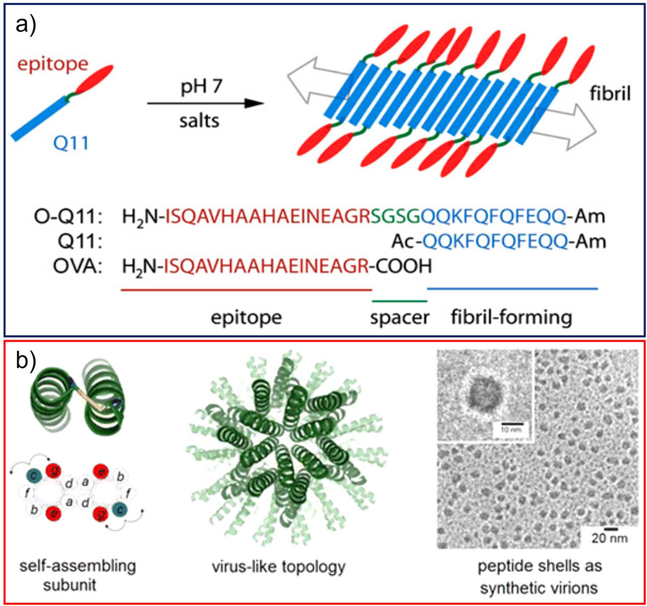 Figure 3 
               Typical biomedical applications of peptide self-assembling. (a) Illustration and corresponding sequences of peptides incorporating self-assembling epitopes. The Q11 segment (depicted in blue) forms fibrillar structures while presenting the epitope sequence (in red) at one end through a flexible linker (green). Reproduced from the study of Rudra et al. [120]. Copyright 2010, PNAS. (b) The illustration depicts the design of a de novo virus-like topology. The structure is built from coiled-coil peptide subunits (left) that self-assemble into virus-like architectures (middle). These assemblies form monodisperse, ultrasmall, hollow peptide shells (right) that mimic viral characteristics, capable of encapsulating RNA or DNA for intracellular delivery. The virus-like shells are designed to be compact, structurally adaptable, and biologically functional as synthetic analogs of natural virions. Reproduced from the study of Noble et al. [122]. Copyright 2016, American Chemical Society.
            