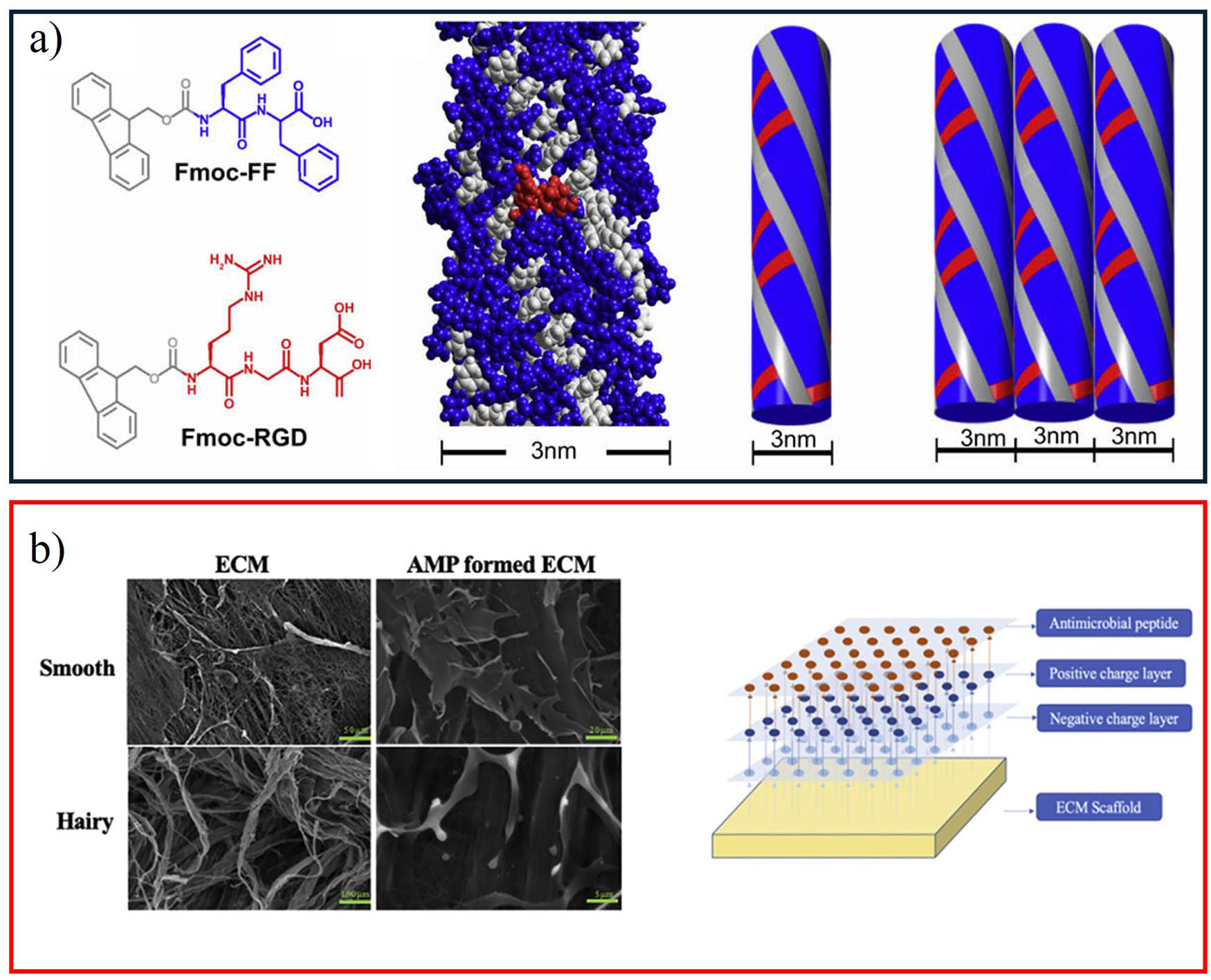 Figure 4 
                  Peptide-based applications in tissue engineering. (a) Chemical structures of hydrogel building blocks: Fmoc-FF and Fmoc-RGD. The blue supramolecular model illustrates the formation of 3 nm protofibrils and their subsequent lateral assembly into larger ribbon-like structures. The red molecular model represents the RGD sequence displayed on the fiber surface, enhancing fiber accessibility and bioavailability. Reproduced from the study of Zhou et al. [127]. Copyright 2009, Biomaterials. (b) Scanning electron microscopy images of ECM and AMP-modified ECM scaffolds. The right panel shows the surface potential distribution of the AMP-modified ECM scaffold. Bar: 100 μm. Reproduced from the study of Liang et al. [128]. Copyright 2021, Biochem Biophys Res Commun.
               