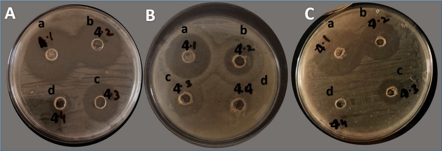 Figure 5 
                     Bacterial ZOI (mm) at different concentrations by well diffusion. A = S. aureus; B = E. coli; C = mixed bacteria: (a) 1,000 µg/mL; (b) 100 µg/mL, (c) 10 µg/mL, and (d) 1 µg/mL; no zones were reported. The black writing on plates other than alphabets were for researcher's identity marks and these are not related to antibacterial activity or anything like that.
