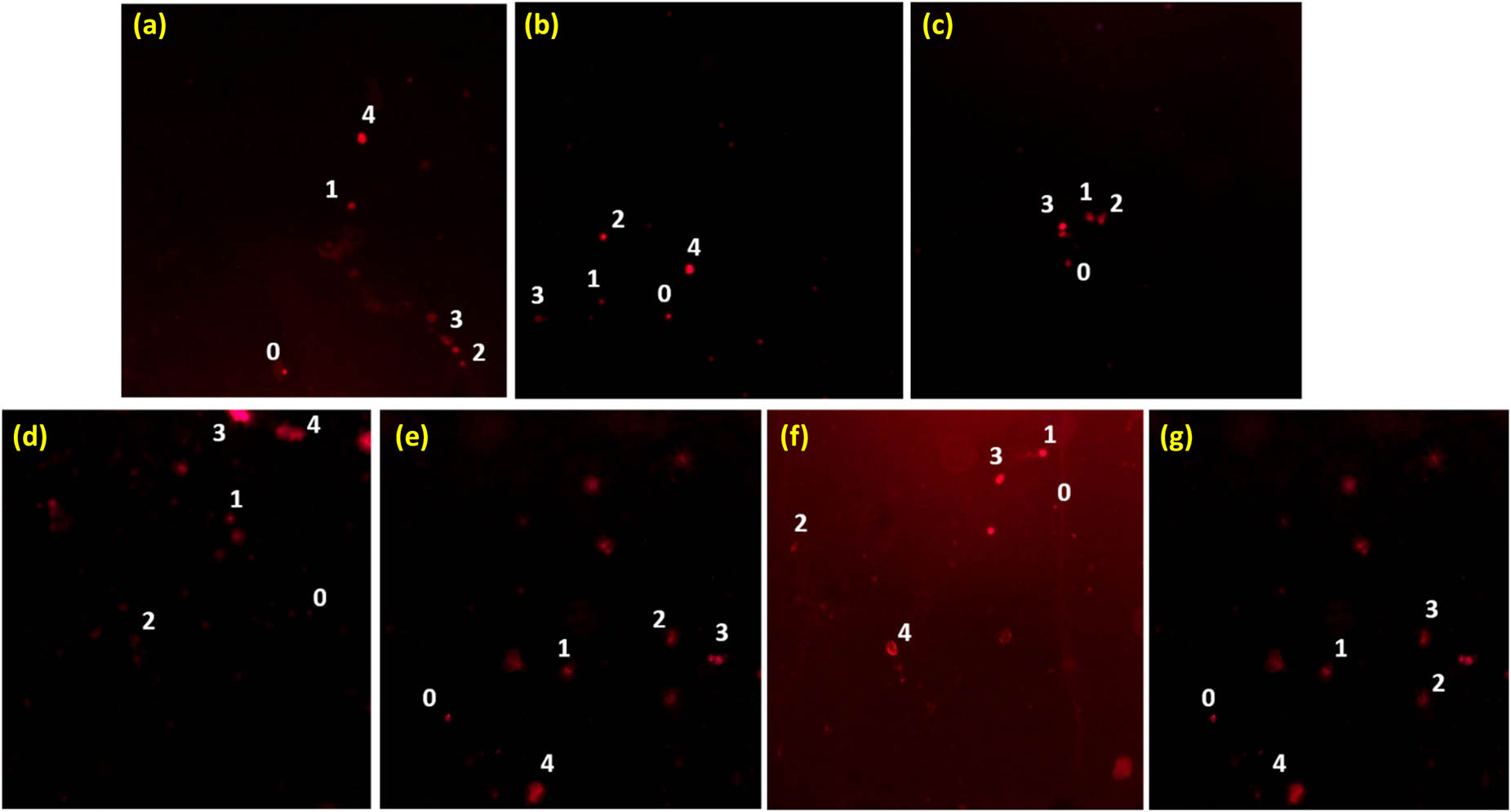 Figure 8 
                  Degree of DNA damage in onion cells by nanoparticle-coupled antibiotics: (a) ciprofloxacin + WO3 nanoparticles, (b) ampicillin + WO3 nanoparticles, (c) oxytetracycline + WO3 nanoparticles, (d) WO3 nanoparticles, (e) ciprofloxacin + penicillin + WO3 nanoparticles, (f) oxytetracycline + penicillin + WO3 nanoparticles, and (g) ampicillin + ciprofloxacin + WO3 nanoparticles. Numbers indicate damage to DNA, where 0 represents no damage, 1 represents mild damage, 2 represents moderate damage, 3 represents severe damage, and 4 represents complete damage to DNA.