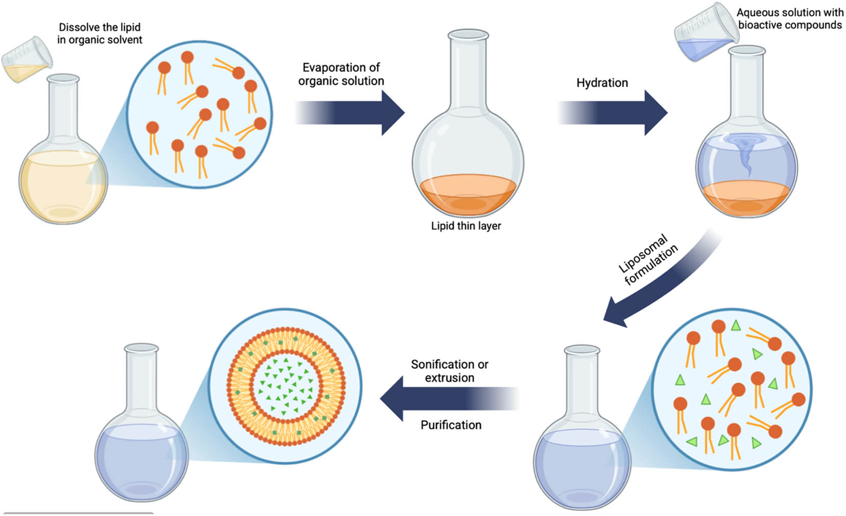 Figure 7 
                     Illustration of the liposome encapsulation technique.