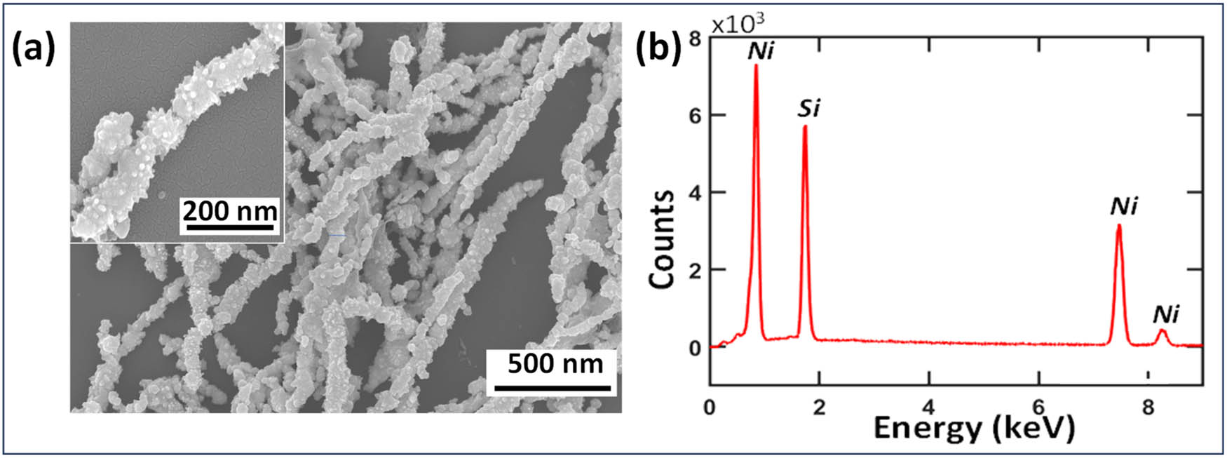 Figure 2
(a) SEM images and (b) EDX analysis of nickel (Ni) nanostar chains. Scale bars for the SEM images are shown in the bottom right corner of each image.