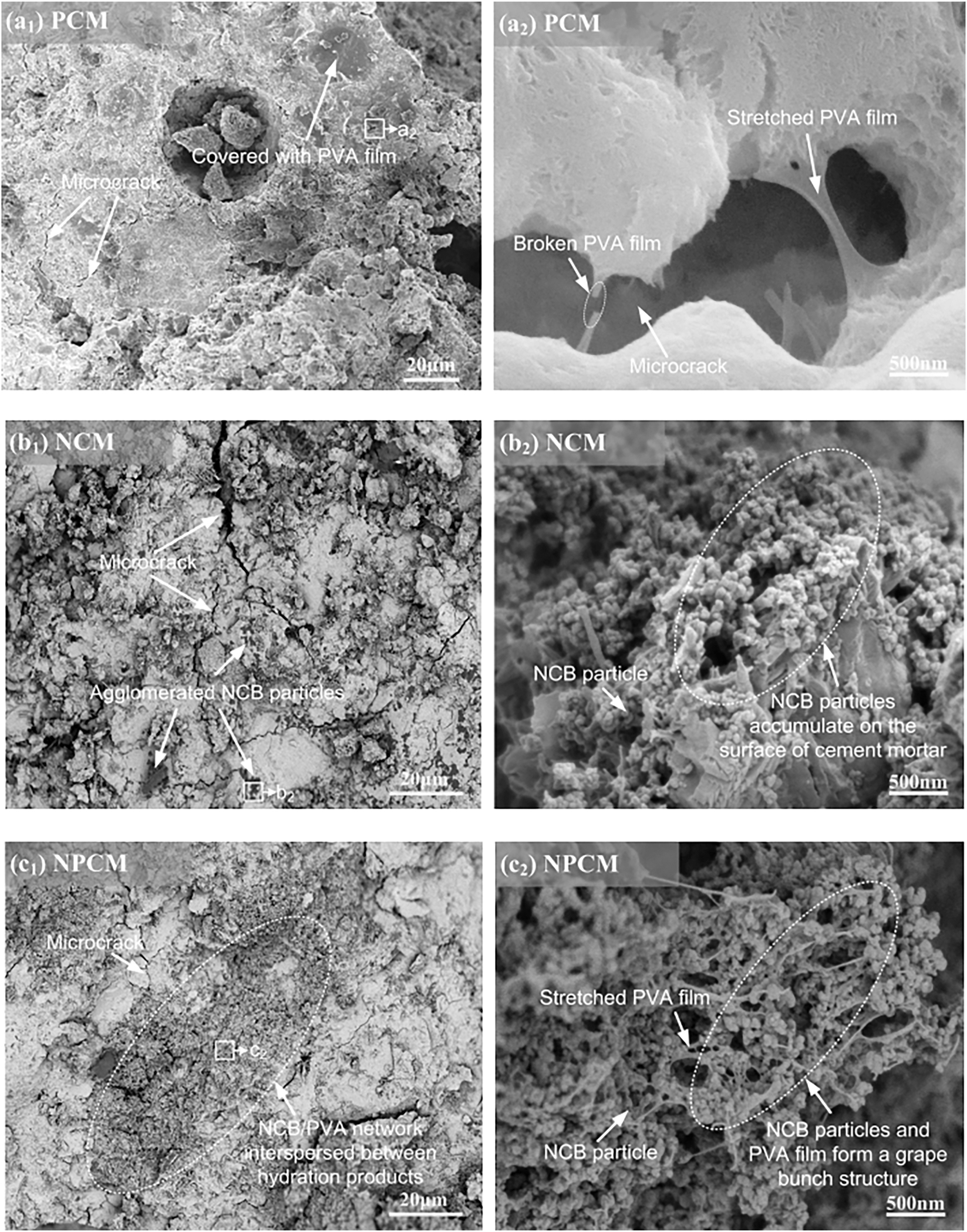 Figure 6: 
SEM images of PCM (a), NCM (b) and NPCM (c).

