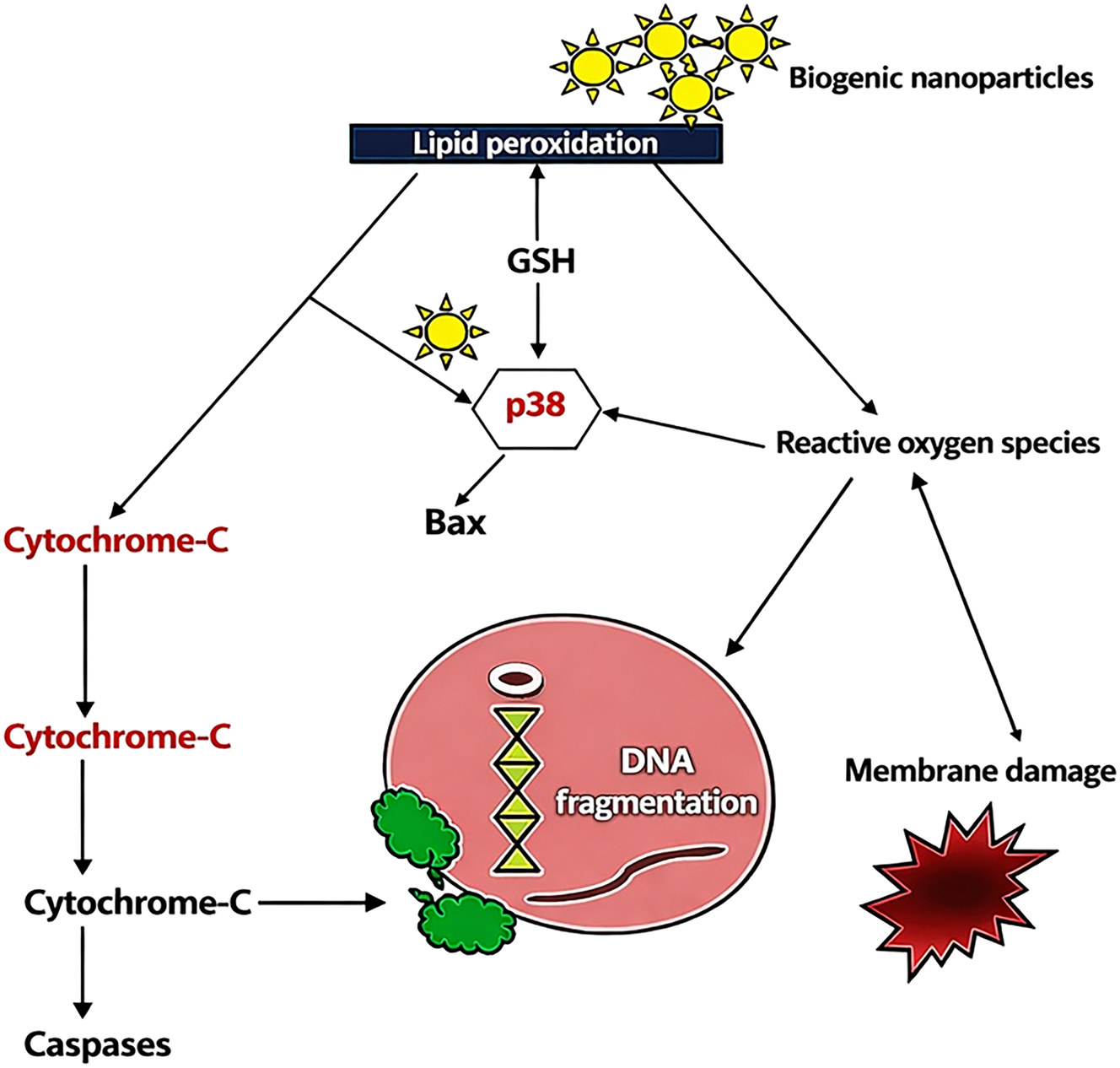 Figure 1: 
General mechanism of biological nanoparticles [26] with three possible pathways: a) the apoptotic, b) protein/DNA interference, and c) Caspase-3.
