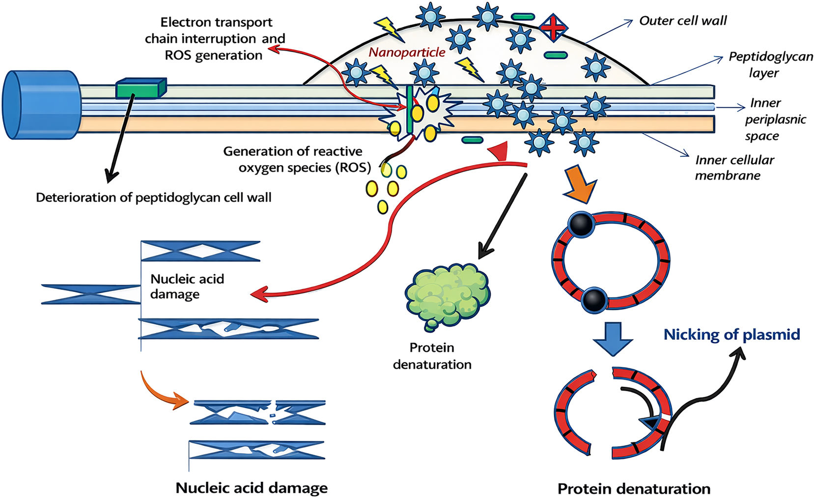 Figure 4: 
A graphical representation of biogenic nanoparticles showing antimicrobial activities.
