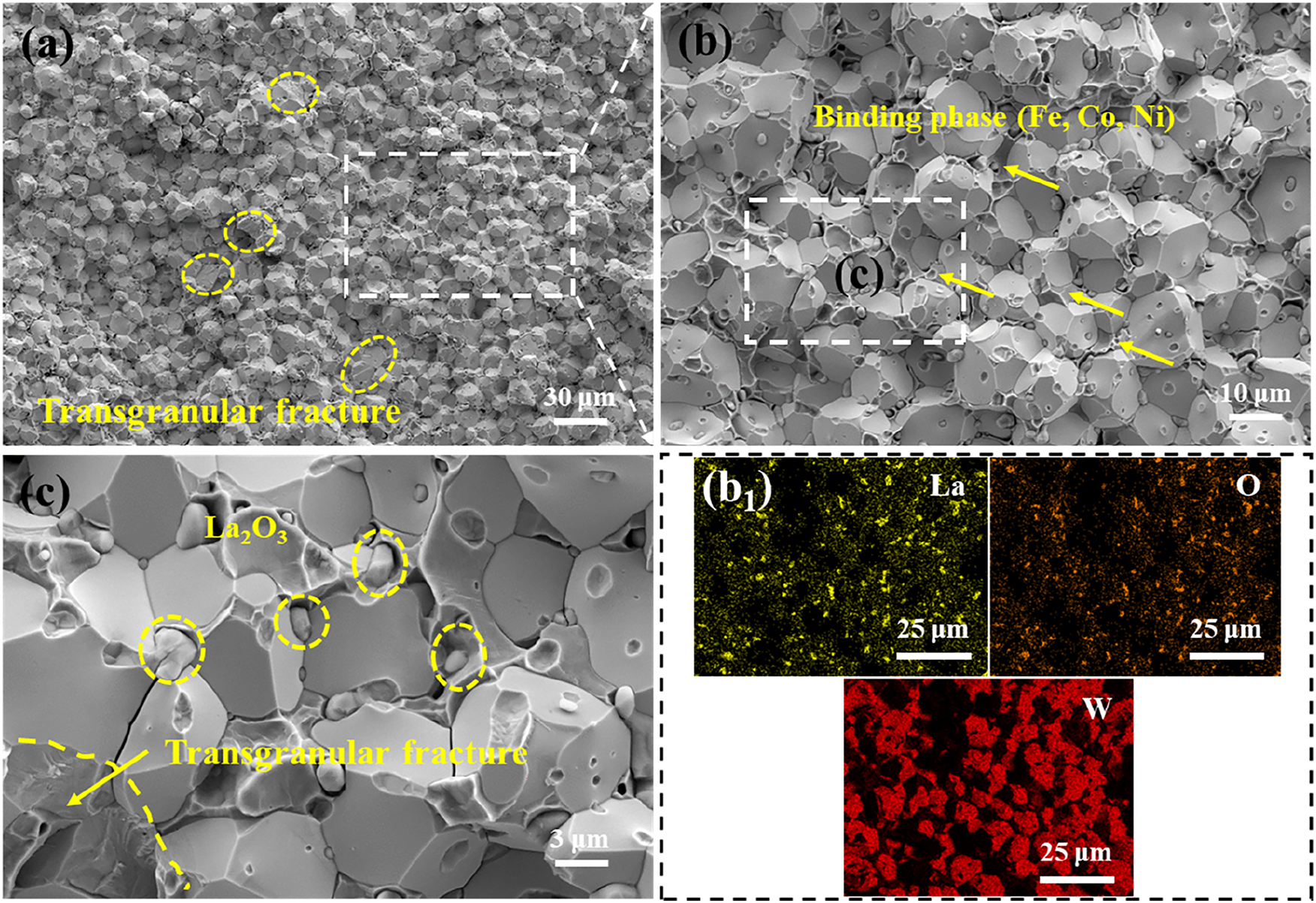 Figure 12: 
(a, b, c) Fracture surface morphology of S-B, (b1) element distribution in b.
