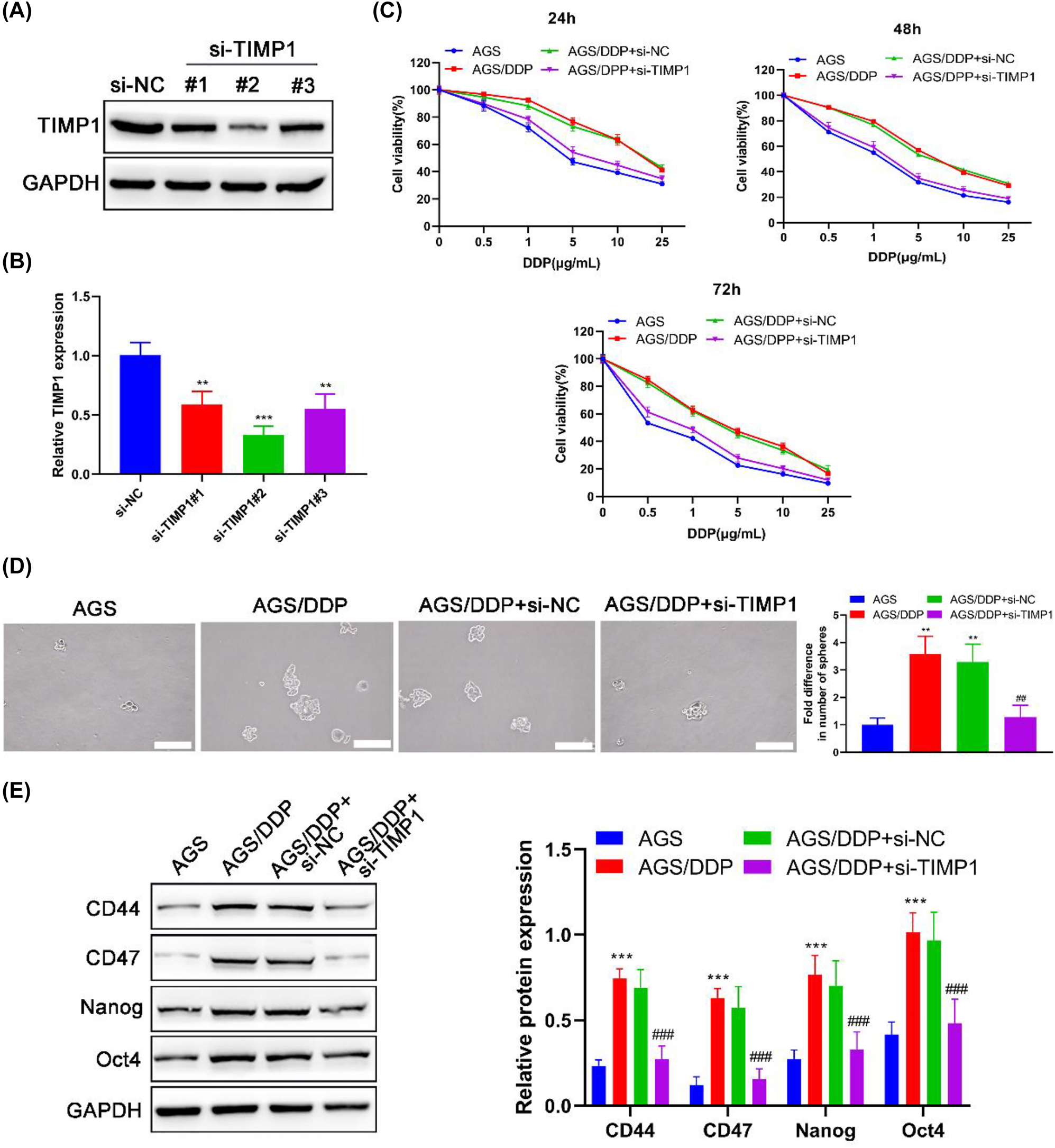 Figure 2: 
Resistance to DDP and stemness of DDP-resistant AGS cells are restrained by TIMP1 silencing. AGS/DDP cells were transfected with/without si-NC or si-TIMP1; parental AGS cells were defined as the positive control. The protein and mRNA expression levels of TIMP1 were examined by (A) Western blot and (B) RT-PCR after the transfection of si-NC, si-TIMP1#1, si-TIMP1#2, and si-TIMP1#3; si-RNA with the highest silencing effect on TIMP1 expression was chosen for further analysis. After treating with DDP for 24, 48, and 72 h, (C) cell viability in different groups was evaluated by the CCK-8 assay. (D) The self-renewal of cells was determined by the sphere formation assay. (E) Western blot detected the expression levels of stem cell markers in cells. 
**
p<0.01 and 
***
p<0.001 vs. the AGS group; 
##
p<0.01 and 
###
p<0.001 vs. the AGS/DDP group.