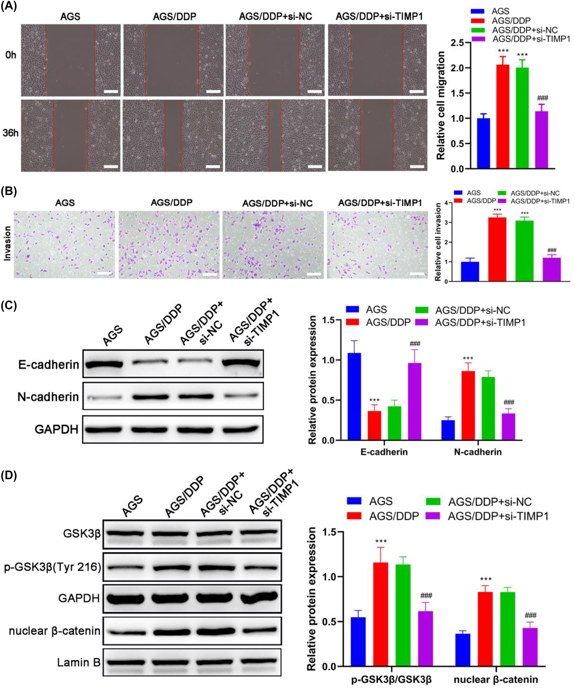 Figure 3: 
TIMP1 is involved in the migration, invasion, and EMT of DDP-resistant GC cells. AGS/DDP cells were transfected with si-NC or si-TIMP1; AGS/DDP cells without transfection were considered the control, whereas parental AGS cells were defined as the positive control. (A) The wound healing assay evaluated cell migration; scale bar=100 μm. (B) The transwell assay detected cell invasion; scale bar=100 μm. (C) The expression of EMT-related markers was detected by Western blot. (D) The expression and phosphorylation levels of GSK3β and expression of nuclear β-catenin were detected by Western blot. 
***
p<0.001 vs. the AGS group; 
###
p<0.001 vs. the AGS/DDP group.
