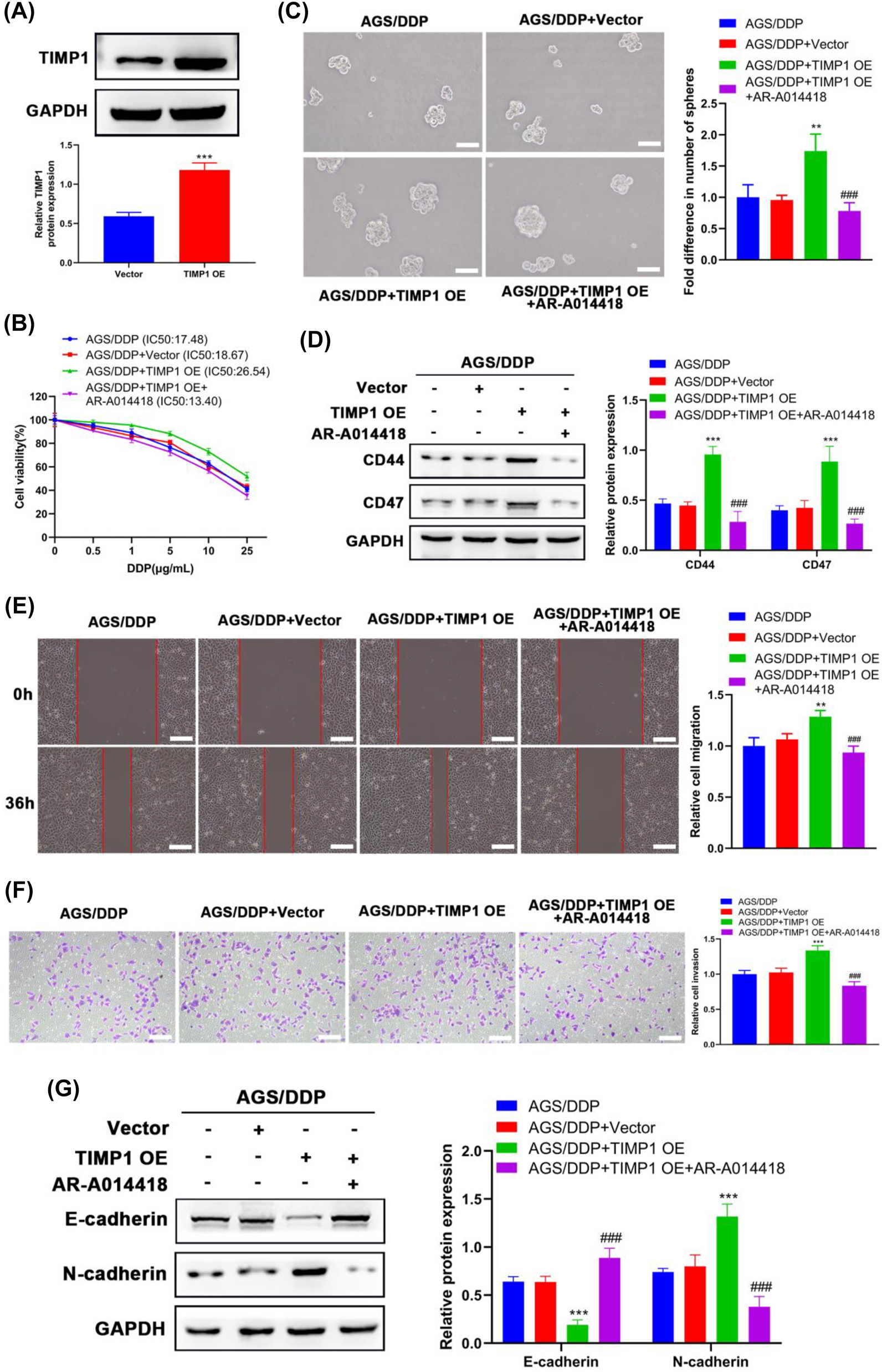Figure 4: 
TIMP1 regulated the Wnt/β-catenin signaling pathway in DDP-resistant GC cells. After being transfected with a vector or TIMP1 OE, AGS/DDP cells were treated with or without 2.5 μM AR-A014418 (a selective GSK-3 inhibitor). (A) The protein expression levels of TIMP1 were examined by Western blot after the transfection of a vector or TIMP1 OE. (B) Cell viability in different groups was evaluated by the CCK-8 assay after treatment with DDP for 24 h. (C) The self-renewal of cells was determined by the sphere formation assay. (D) Western blot detected the expression levels of stem cell markers in cells. (E) The wound healing assay evaluated cell migration; scale bar=100 μm. (F) The transwell assay detected cell invasion; scale bar=100 μm. (G) The EMT-related marker expression was detected by Western blot. 
**
p<0.01 and 
***
p<0.001 vs. the AGS/DDP group; 
###
p<0.001 vs. the AGS/DDP + TIMP1 OE group.