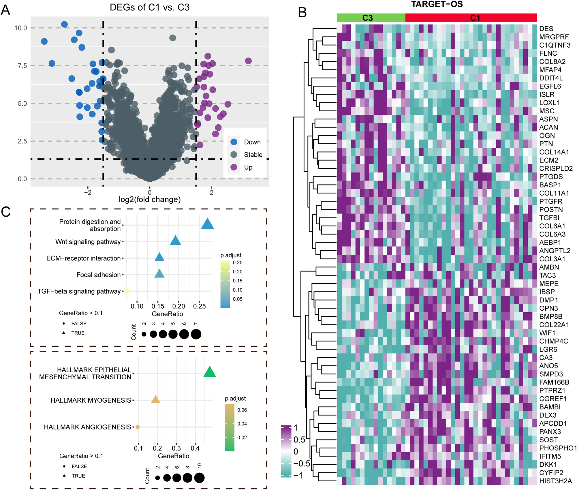 Figure 3: 
Disulfidptosis impacted key genes and pathways. (A) Different expressed genes between C1 and C3 subtype, which representing the best and worst prognostic; (B) specific expression profiles of differentially expressed genes in C1 and C3 subtypes; (C) activated signaling pathways of the identified genes.
