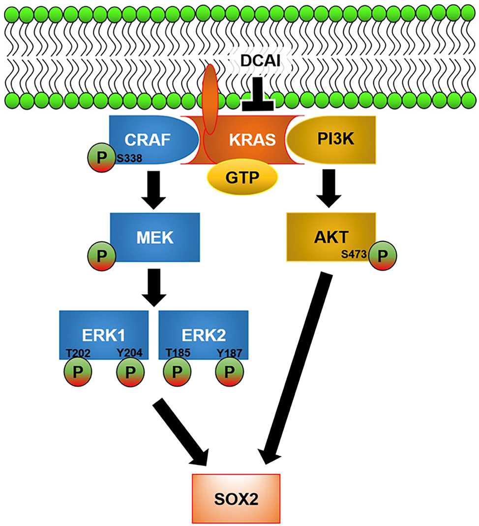 Figure 5: 
Proposed mechanism of action underlying the depletion of self-renewing Capan-2 tumourspheres by DCAI. DCAI abrogates GTP loading of KRAS and its activation by blocking KRAS–GEF interaction. The inhibitory effect of DCAI on KRAS signalling is transmitted to MAPK and PI3K-AKT pathways, as evidenced by reduced phosphorylations of CRAF (Serine-338), ERK1 (Threonine-202, Tyrosine-204), ERK2 (Threonine-185, Tyrosine-187), and AKT (Serine-473). SOX2 expression is attenuated by DCAI-induced inactivation of MAPK and PI3K-AKT pathways.
