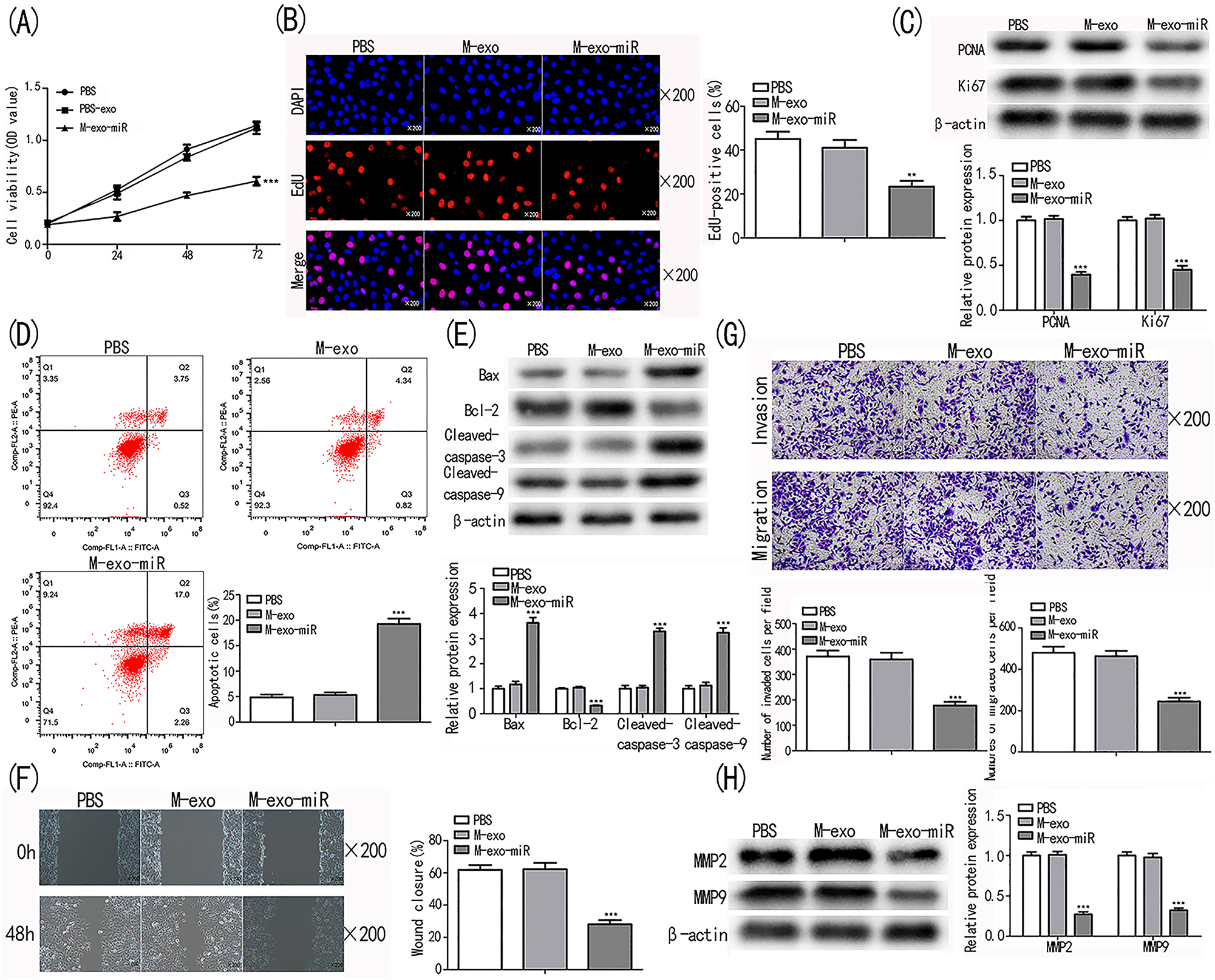 Figure 4: 
Transfected exosomes prevent lung cancer cell from proliferating, migrating, invading and promotes cell apoptosis. (A, B) Cell proliferation in PBS, M-exo, and M-exo-miR was measured using the CCK-8 and EdU assays. (C) Cell proliferation biomarkers underwent a Western blot examination. (D) Analysis using flow cytometry was performed to evaluate cell apoptosis. (E) Western blot analysis was used to determine the levels of the cell apoptosis indicators cleaved-caspase-9, cleaved-caspase-3, and Bax in the PBS, M-exo, and M-exo-miR groups. (F) The cell migration of cells in the PBS, M-exo, and M-exo-miR groups was examined using the wound-healing assay. (G) Detecting cell invasion and migration in the PBS, M-exo, and M-exo-miR groups using the Transwell test. (H) Western blot analysis was performed to examine the biomarkers of migration and invasion. ***p<0.001 vs. PBS.
