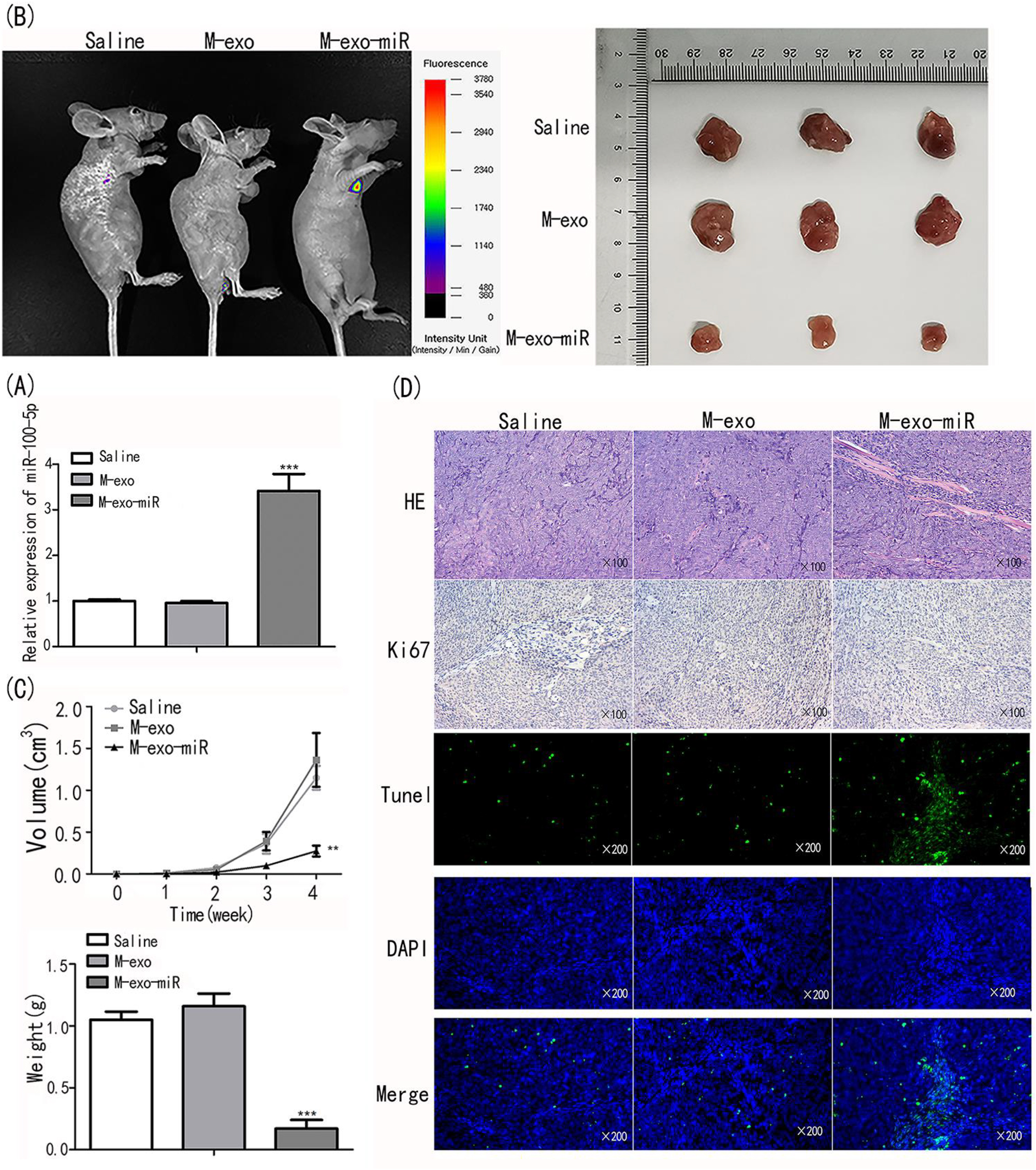 Figure 6: 
Transfected exosomes inhibit proliferation and induce apoptosis, thus inhibiting tumor growth. (A) MiR-100-5p expression was evaluated using qRT-PCR. (B) The fluorescence intensity was assessed in animals injected with saline, M-exo, and M-exo-miR. (C) The tumor size, weight and volume were assessed. (D) HE/Ki67/TUNEL staining was performed on tumor tissues.
