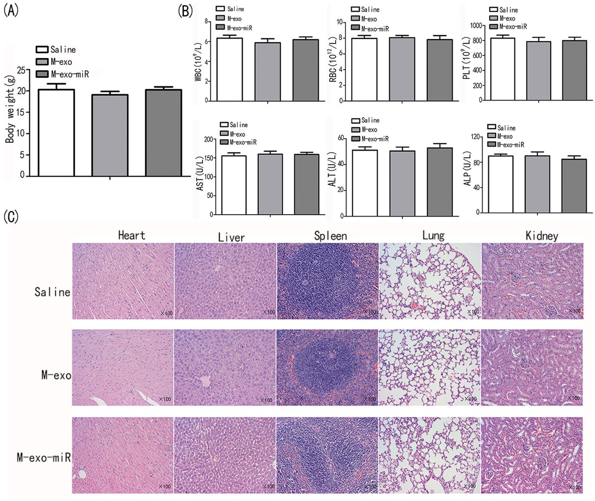 Figure 7: 
Transfected exosomes are safe for nude mice. (A) The body weight of BALB/c nude mice were measured in saline, M-exo, and M-exo-miR groups. (B) The physiological indicators of AST, ALT, ALP, RBC, WBC, and PLT were assessed in saline, M-exo, and M-exo-miR groups. (C) The HE staining of heart, liver, spleen, lung, and kidney in saline, M-exo, and M-exo-miR groups.
