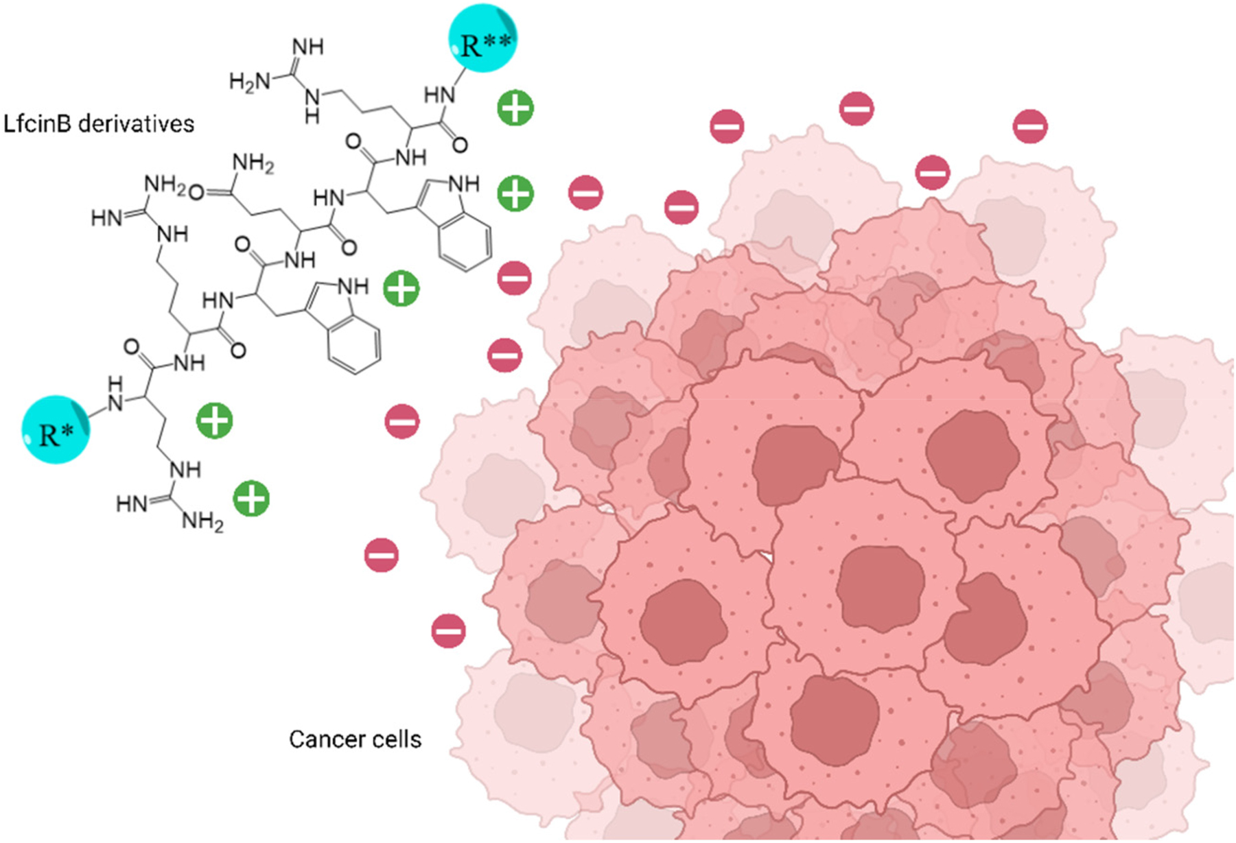 Figure 1:
Electrostatic interactions within cancer cell membranes and the minimal motif and LfcinB derivatives. R* and R**=hydrogen atom or different amino acid sequences.